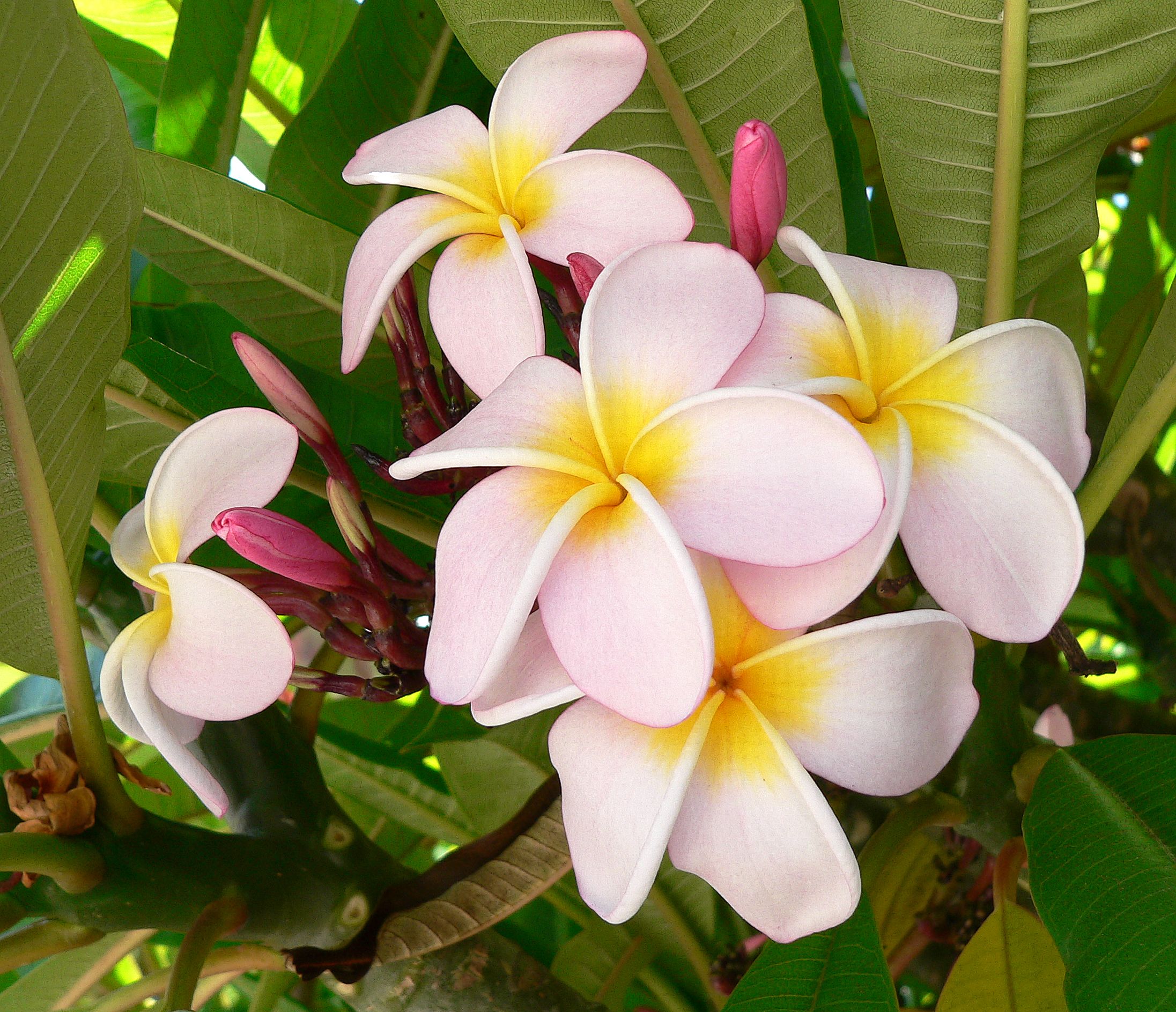 Everything about Plumeria Flower | Flowers, Gardens and Exotic flowers