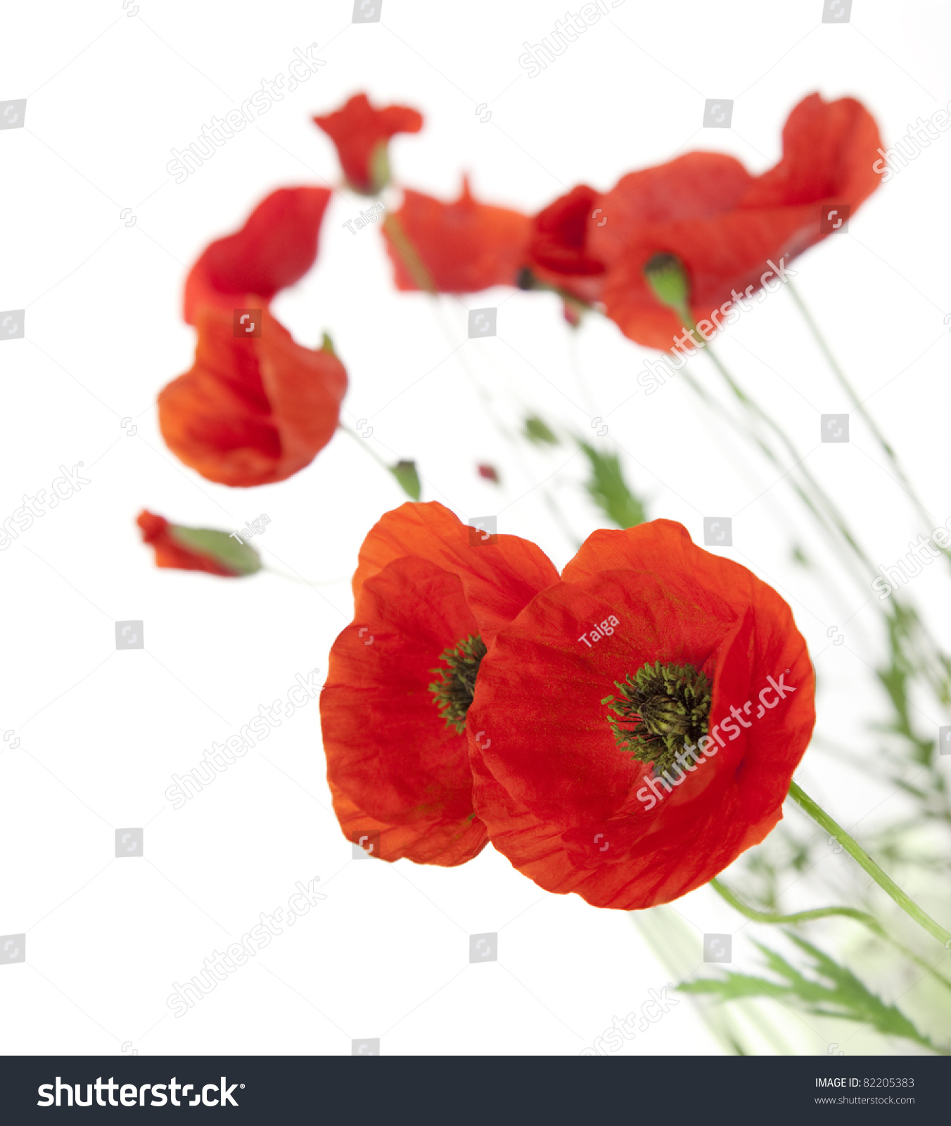 Natural Fresh Poppies Isolated On White Stock Photo (Royalty Free ...