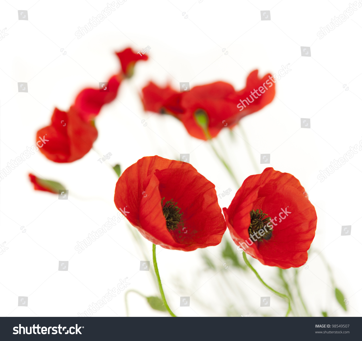 Natural Fresh Poppies Isolated On White Stock Photo 98549507 ...