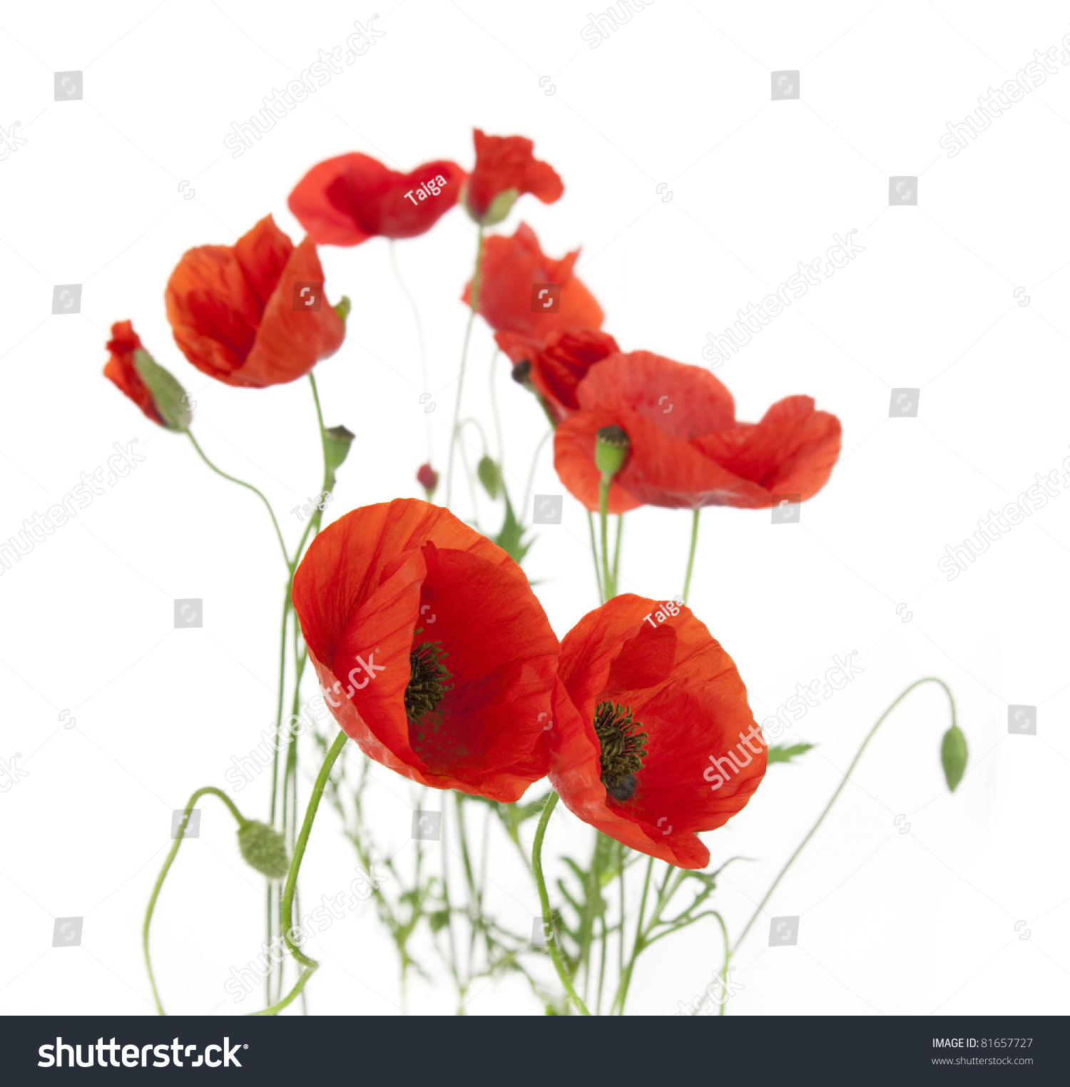 Natural Fresh Poppies Isolated On White Stock Photo 81657727 ...