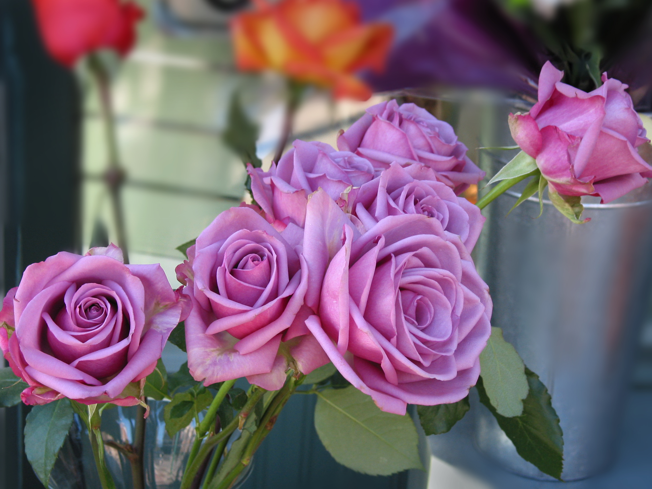 Purple Roses, FREE Stock Photo, Image: Purple Roses Blooms Picture ...