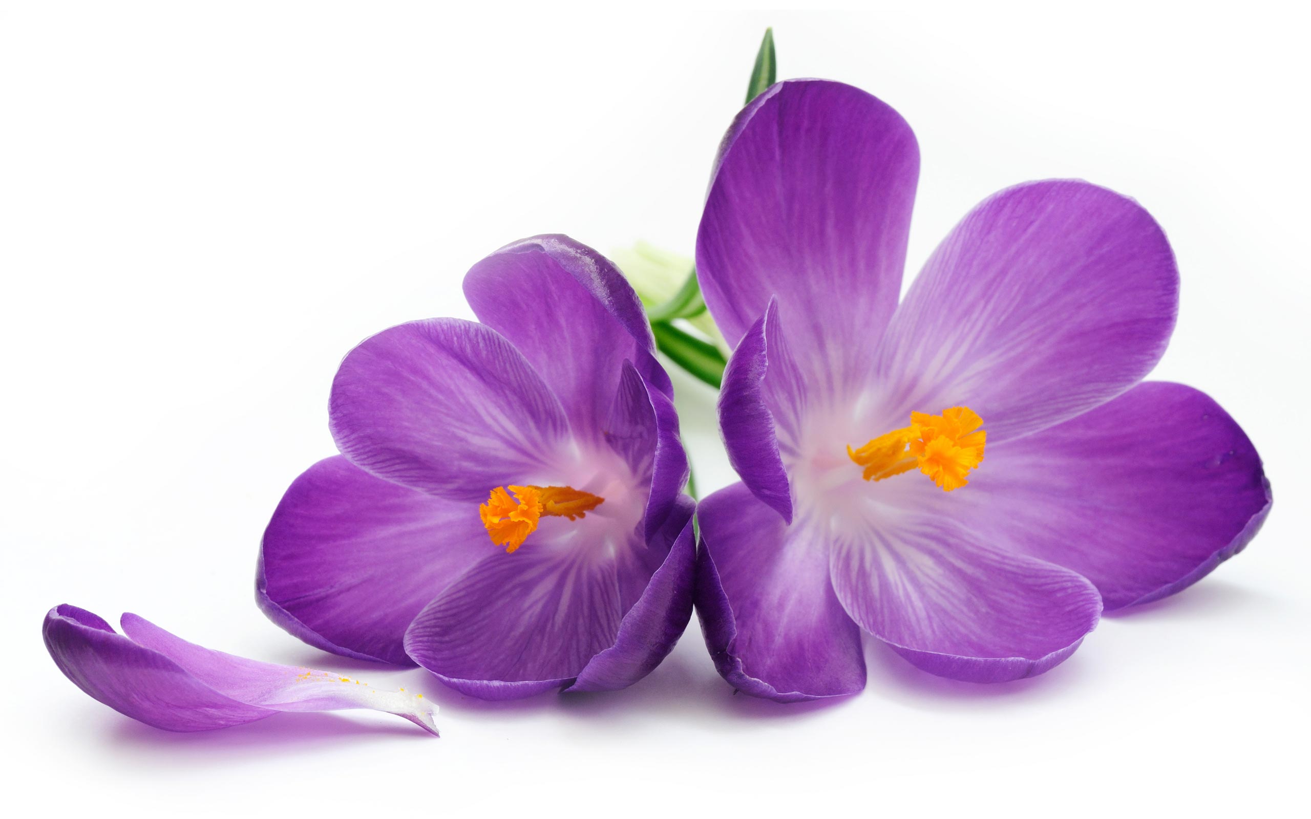 Fresh Gallery Of Purple Flower Purple Flower PNG Clip Art Image ...