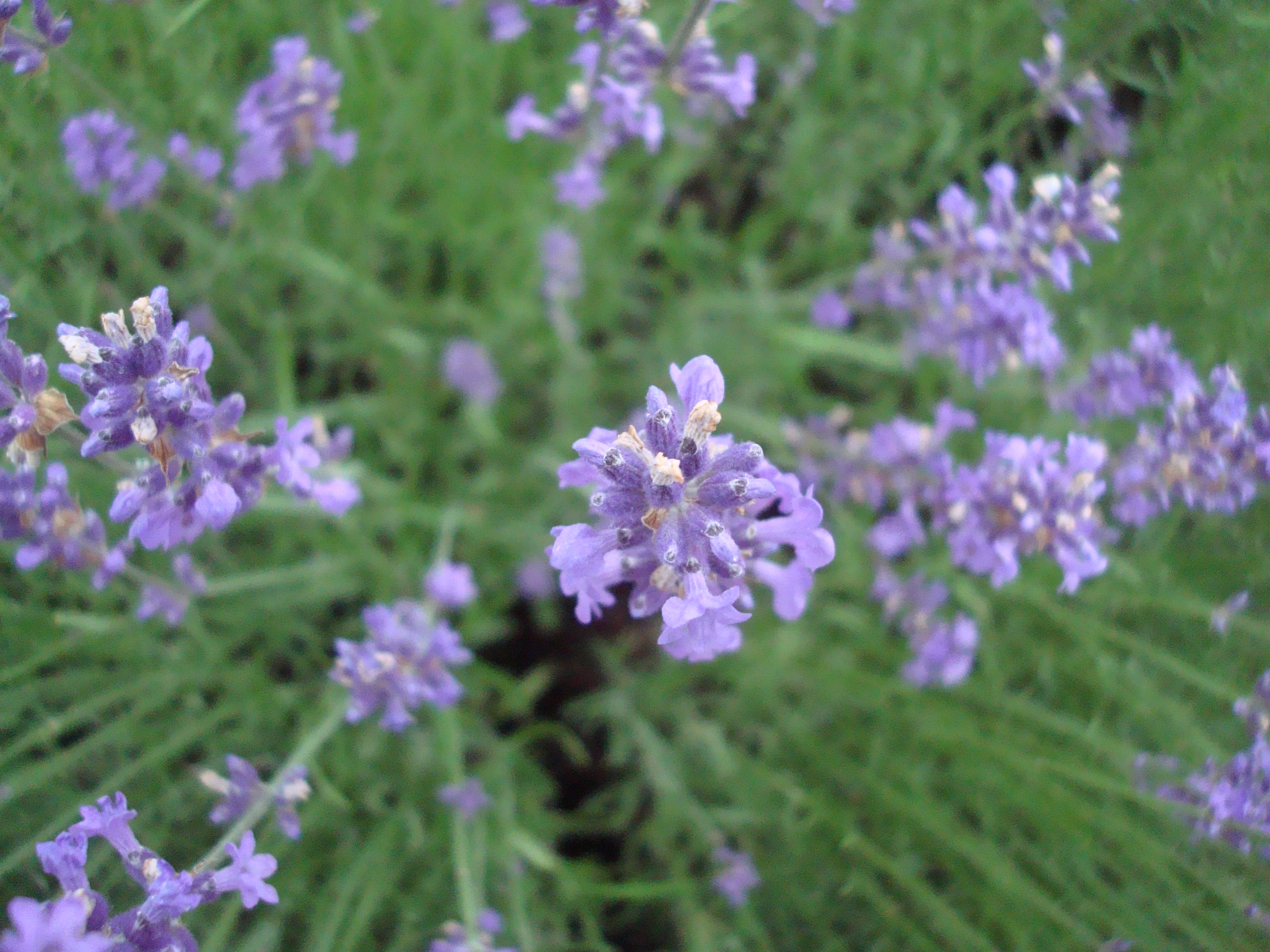 Fresh purple lavender photo