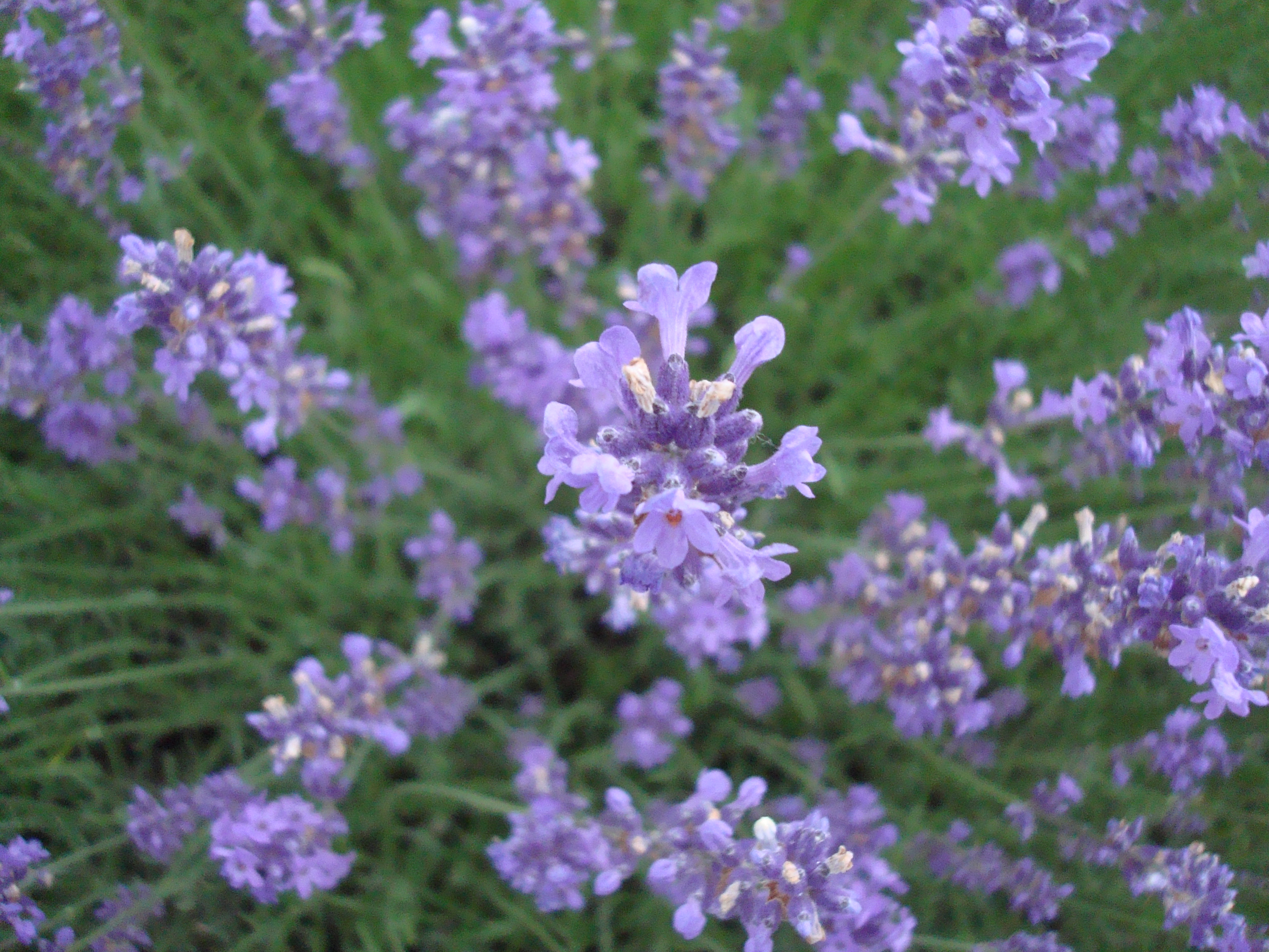 Fresh purple lavender photo