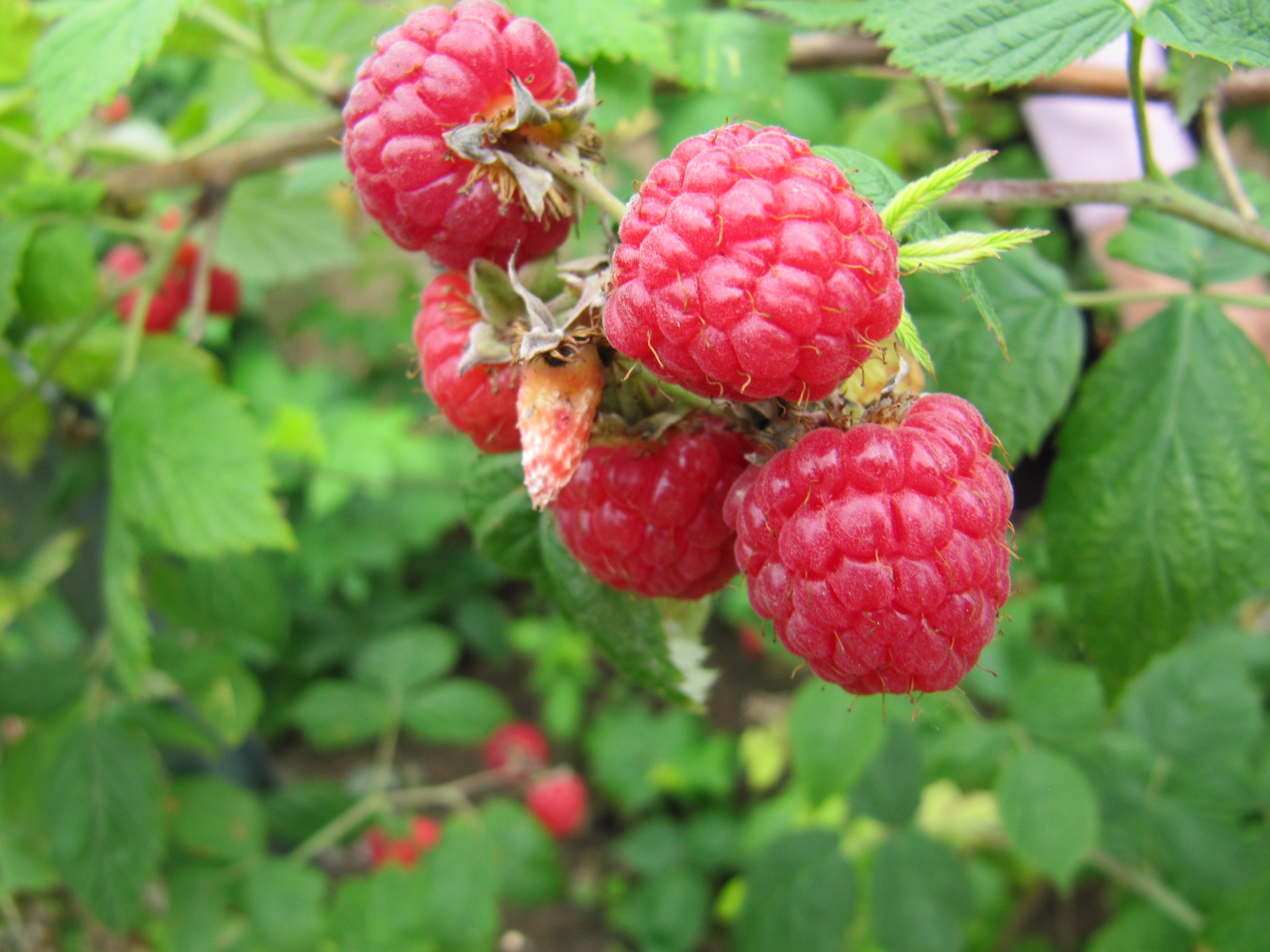 Fresh raspberries photo