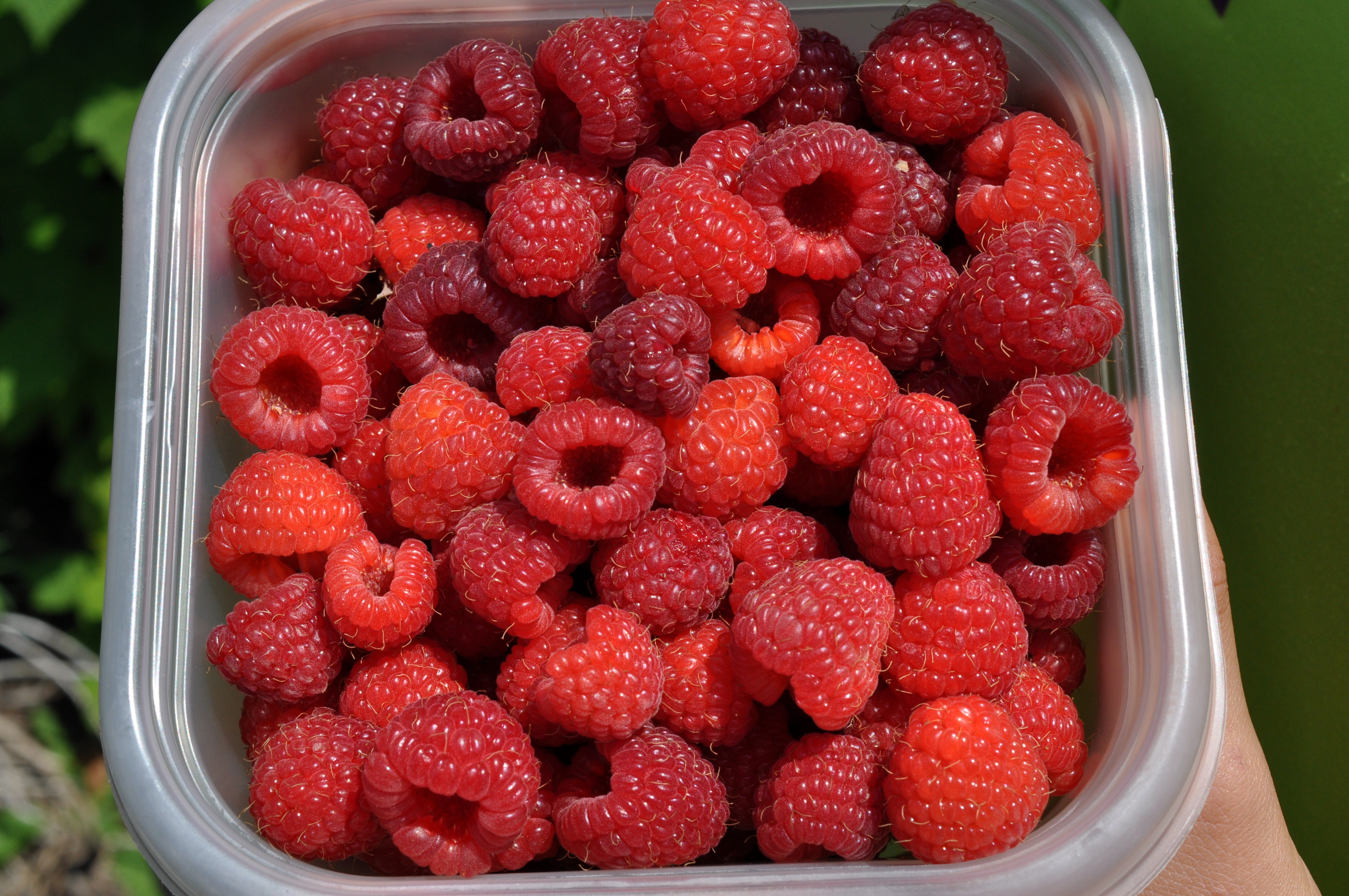Nectoberry Smoothie | Garden Fresh Foodie