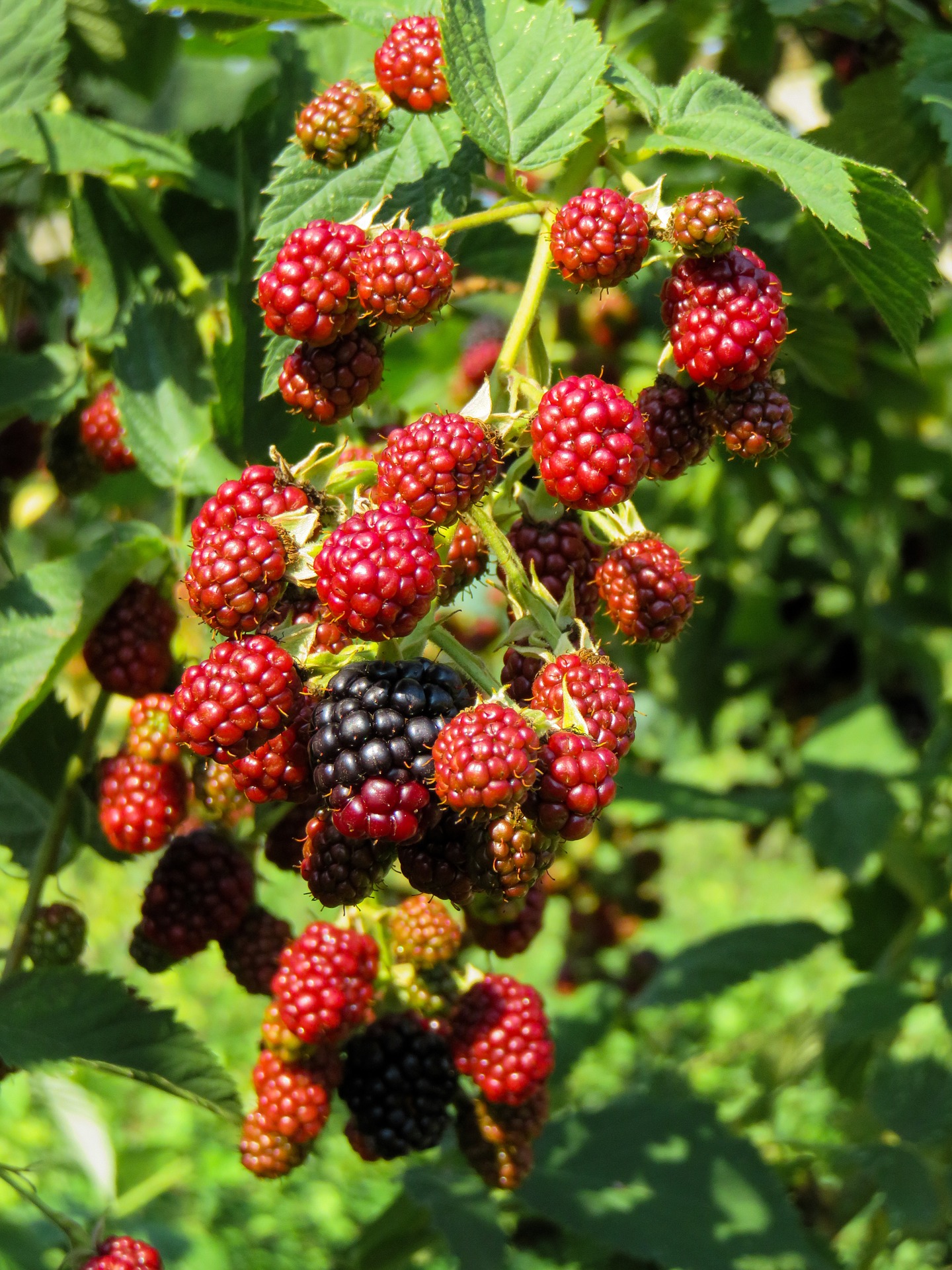 Free photo: Fresh Raspberries - Berries, Food, Fresh - Free Download ...
