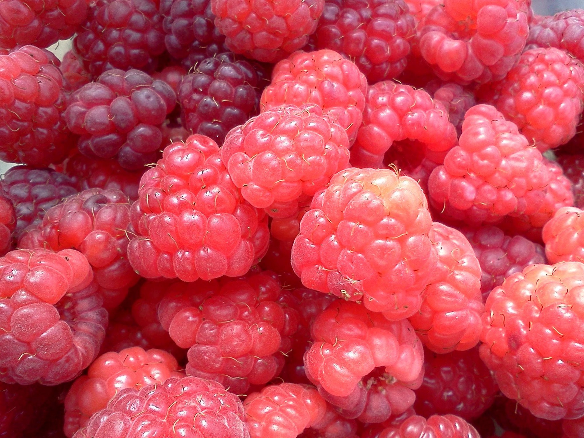 Fresh raspberries photo