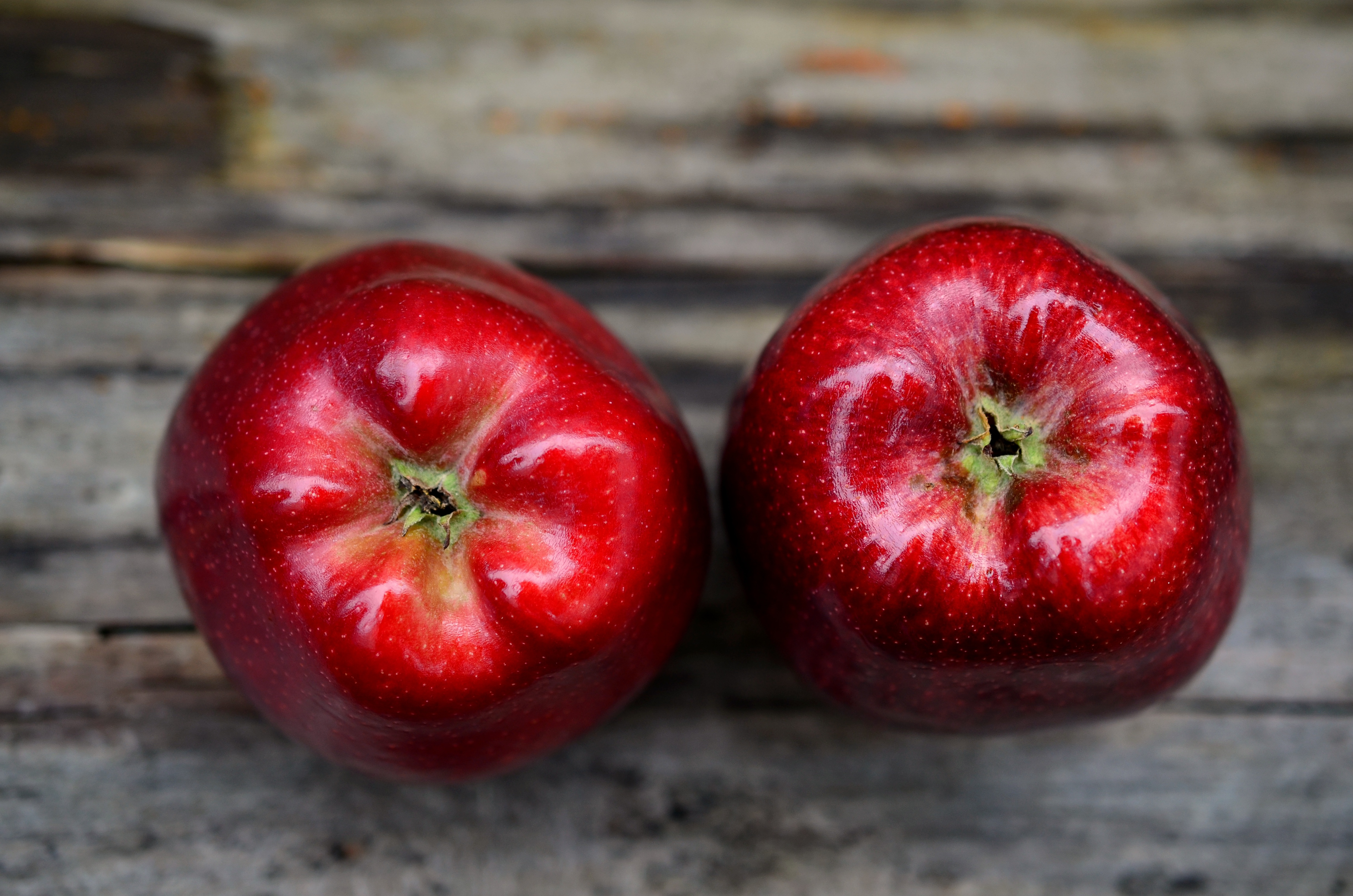 Fresh red apples photo