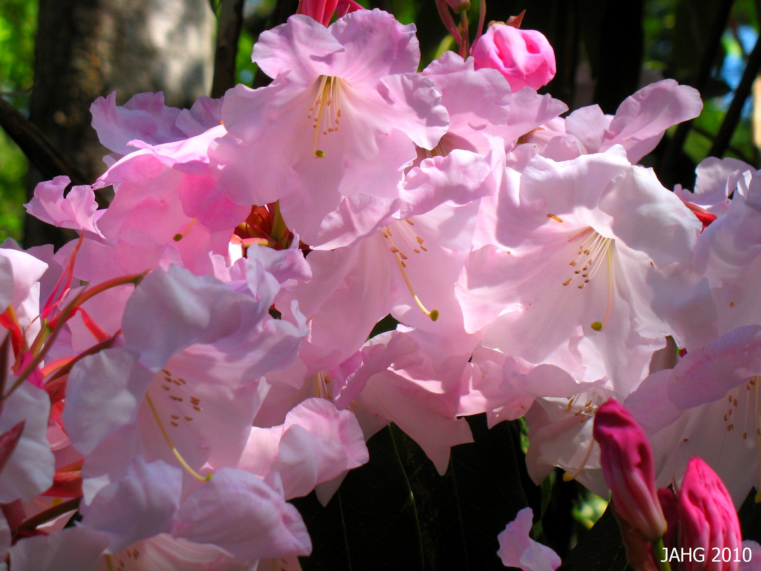Fresh rhododendron photo