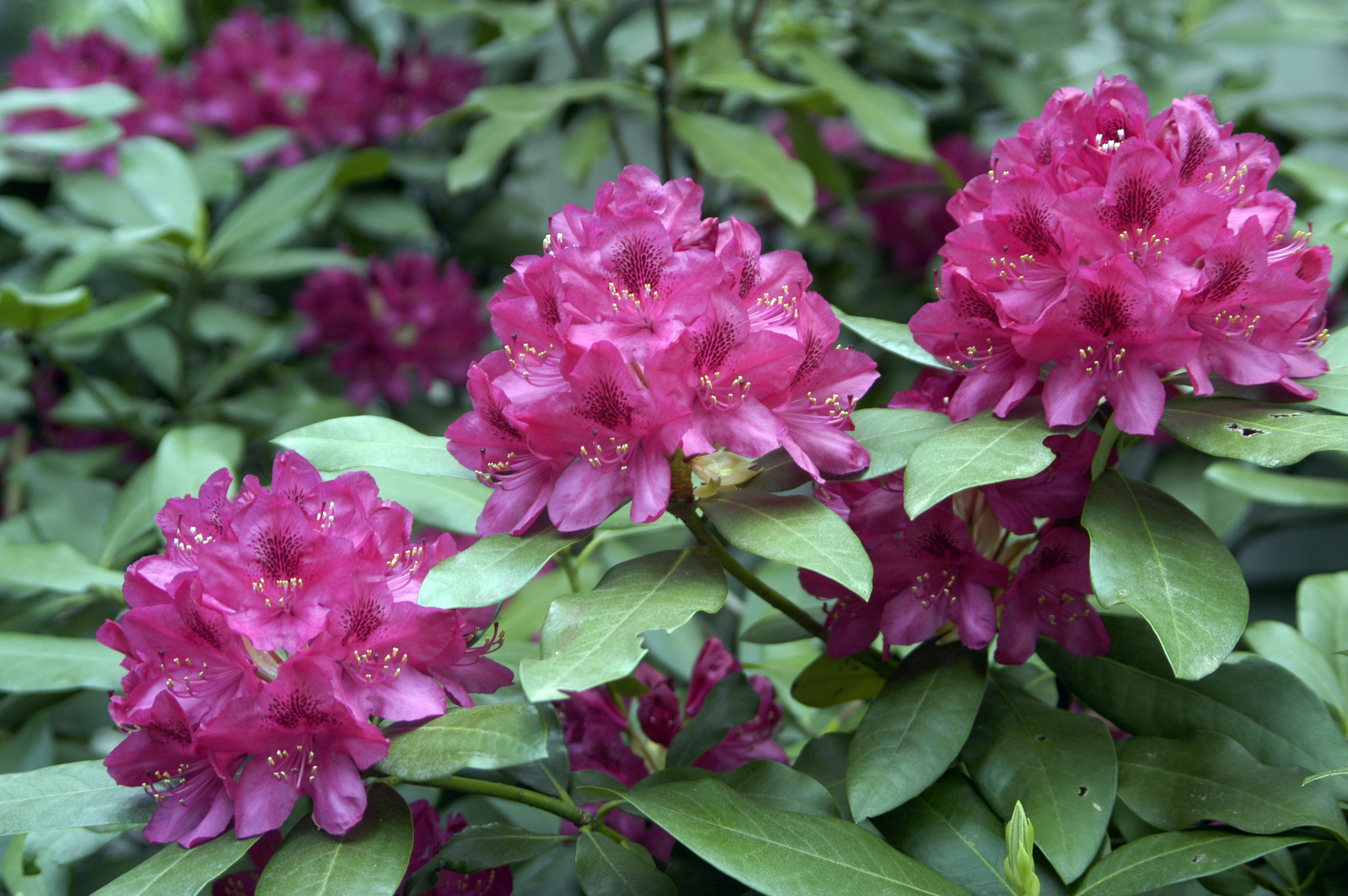 The Gardener's How-To: Pruning a Rhododendron - Cerny's Greenhouse