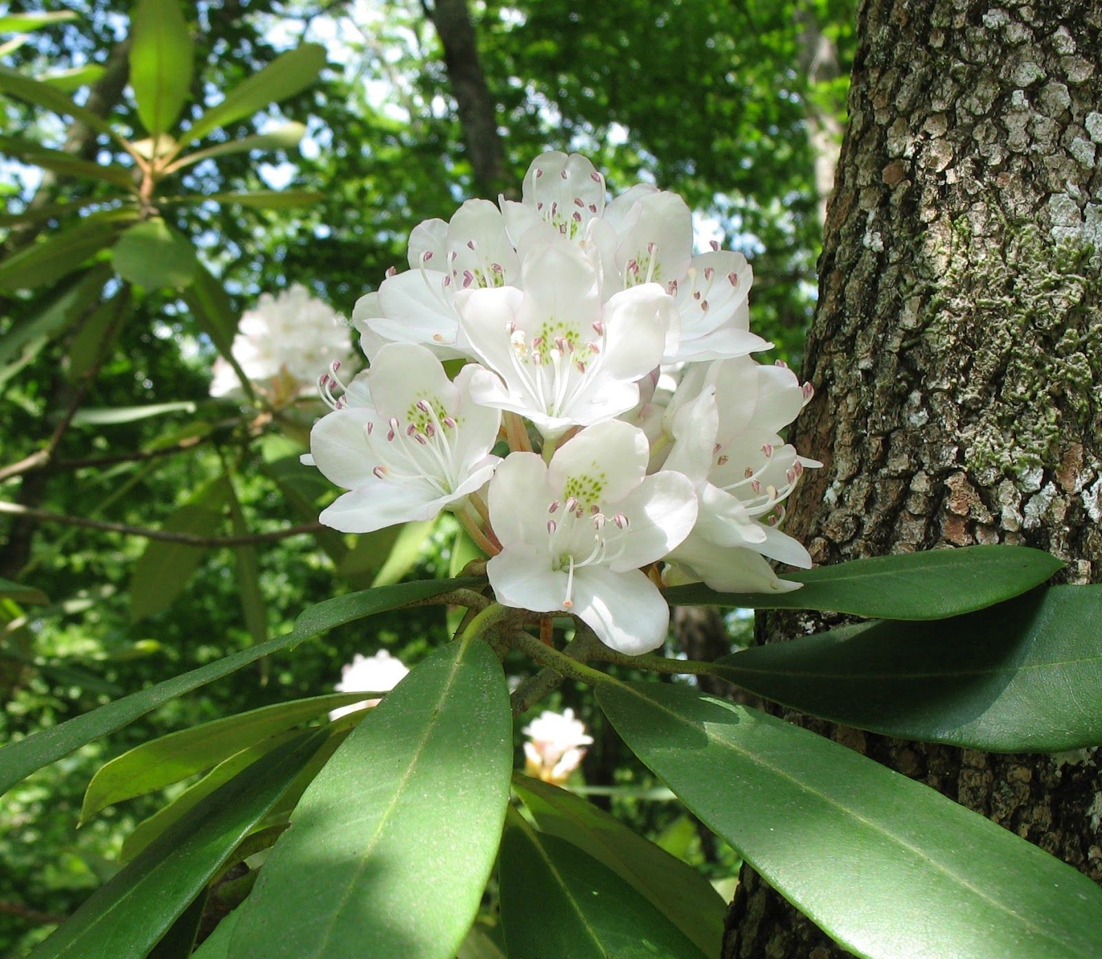 Using Georgia Native Plants: Great Laurel - Rhododendron maximum ...