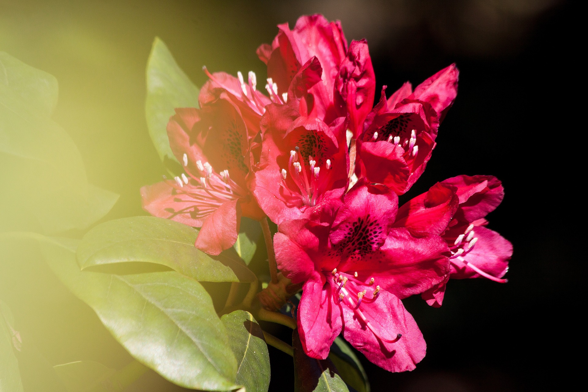 Fresh rhododendron photo