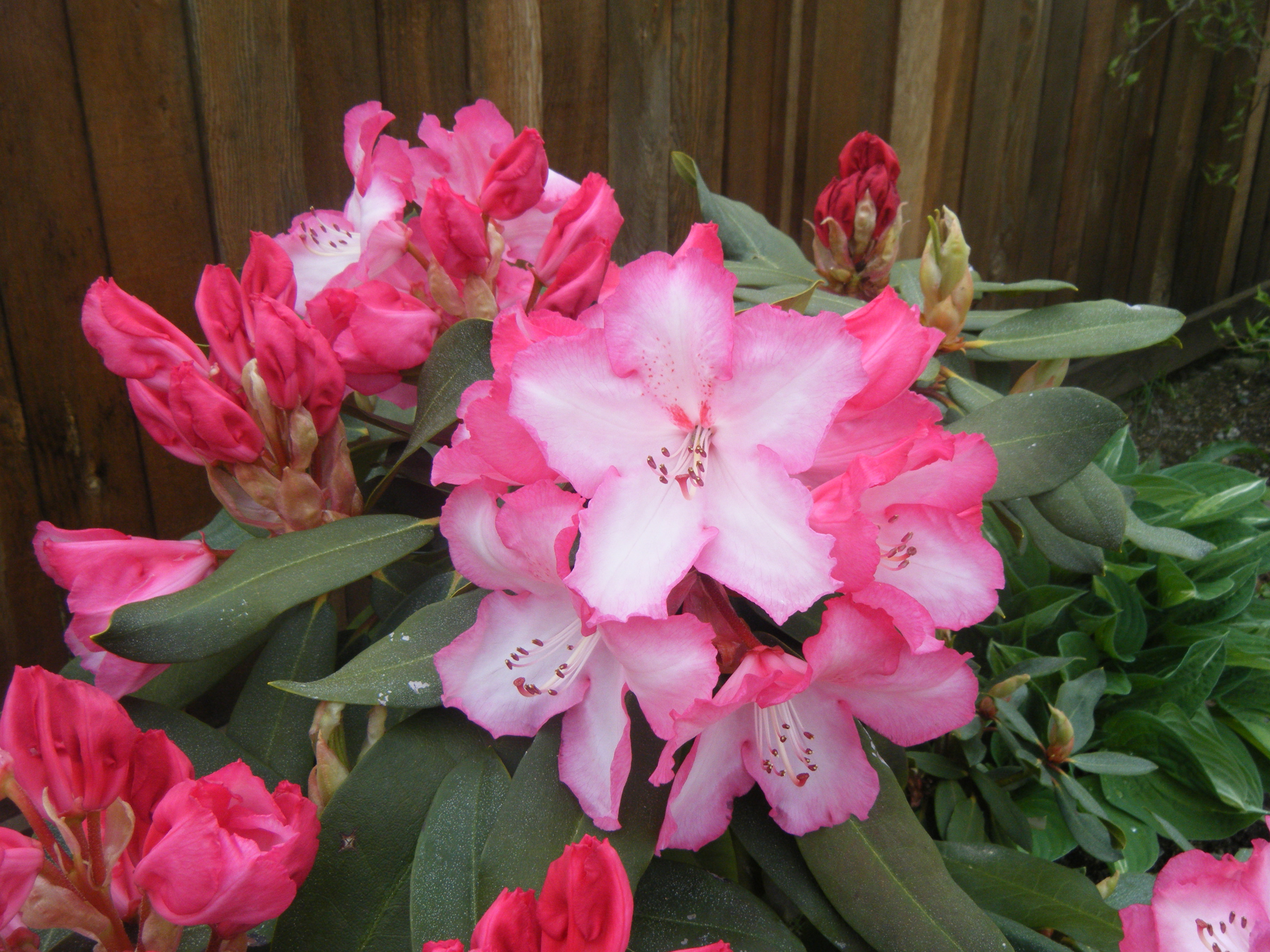 Rhododendrons in Bloom | Hortophile – My New Garden