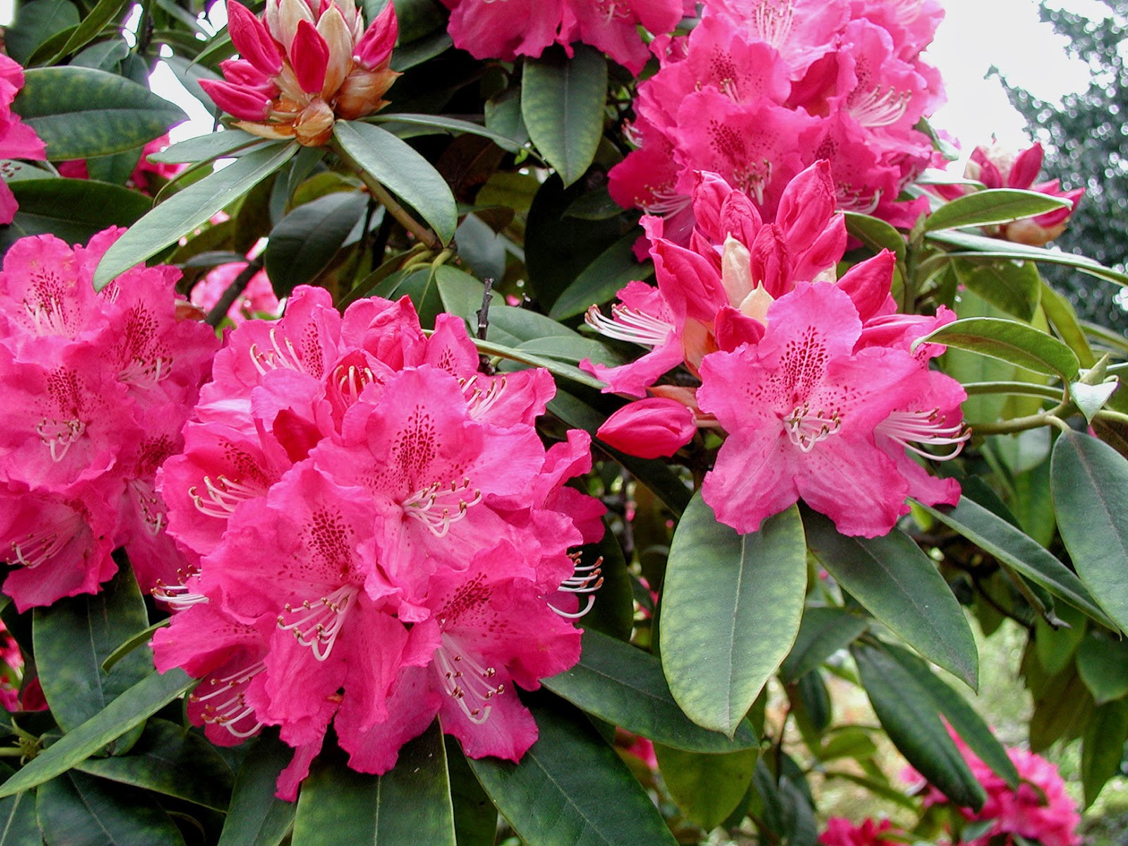 Melbourne Fresh Daily: MELBOURNE STREET TREES 78 - RHODODENDRON