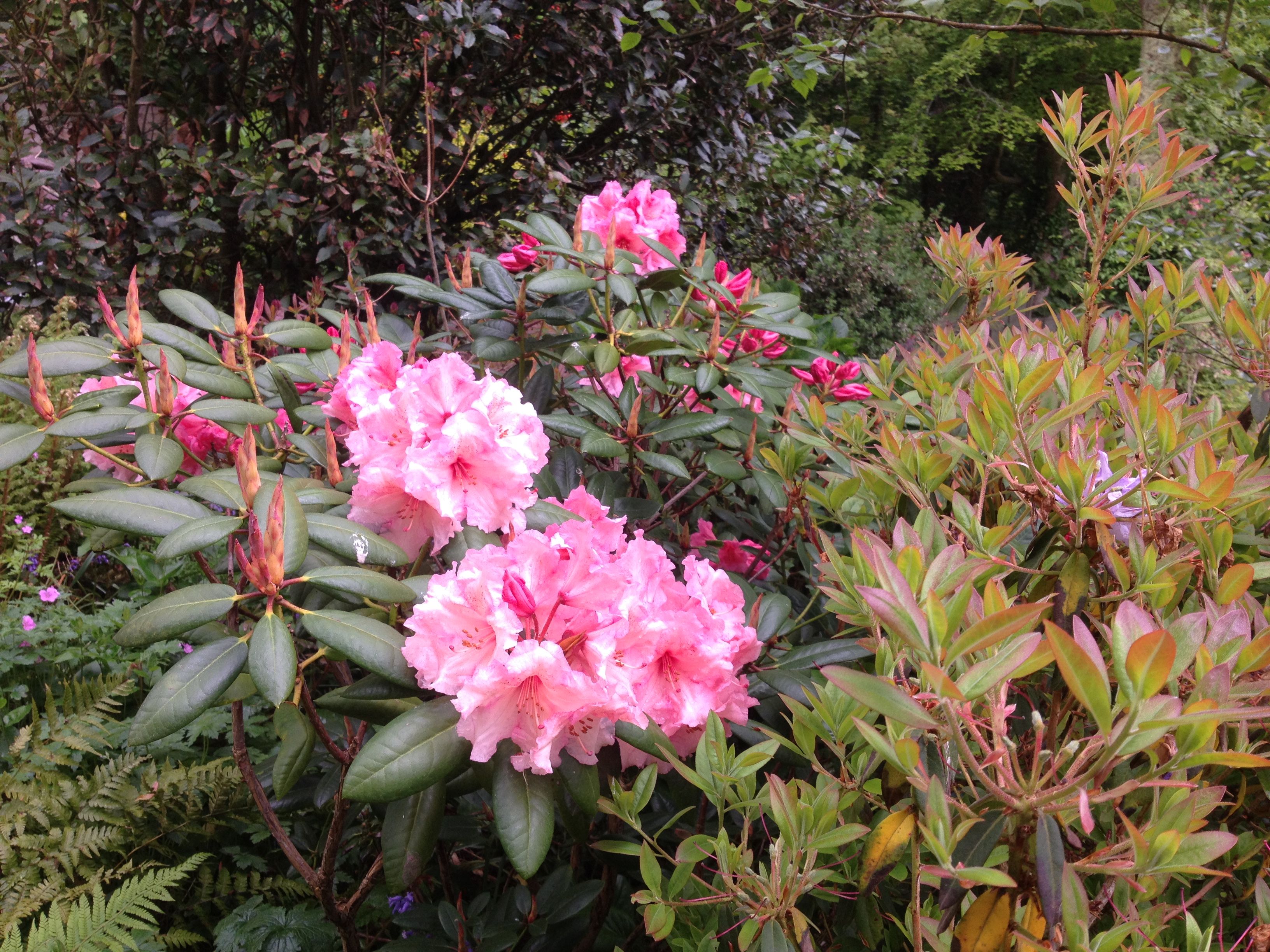 Rhododendrons | Our garden Tanglewood through the seasons ...