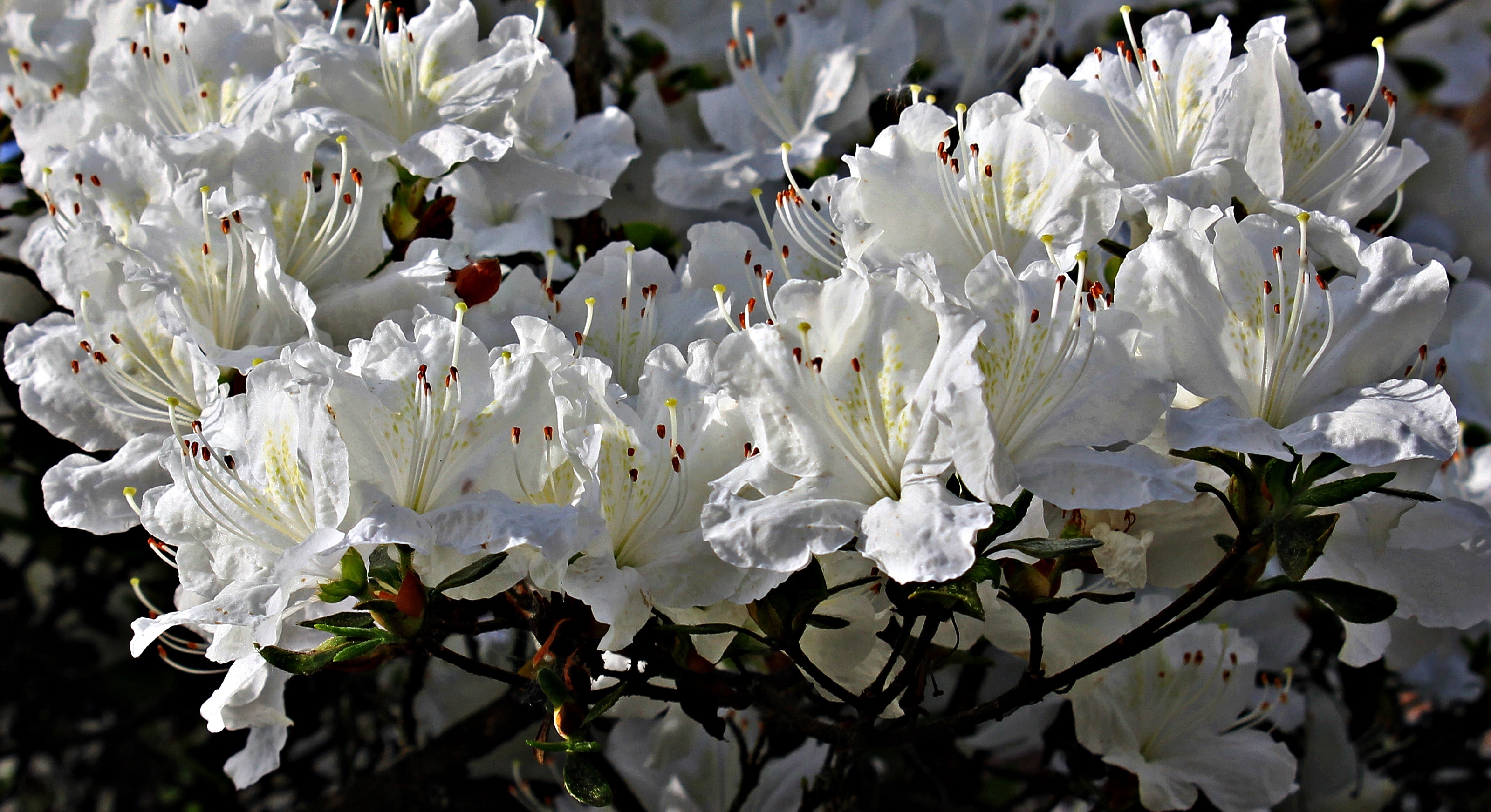 Fresh Rhododendron