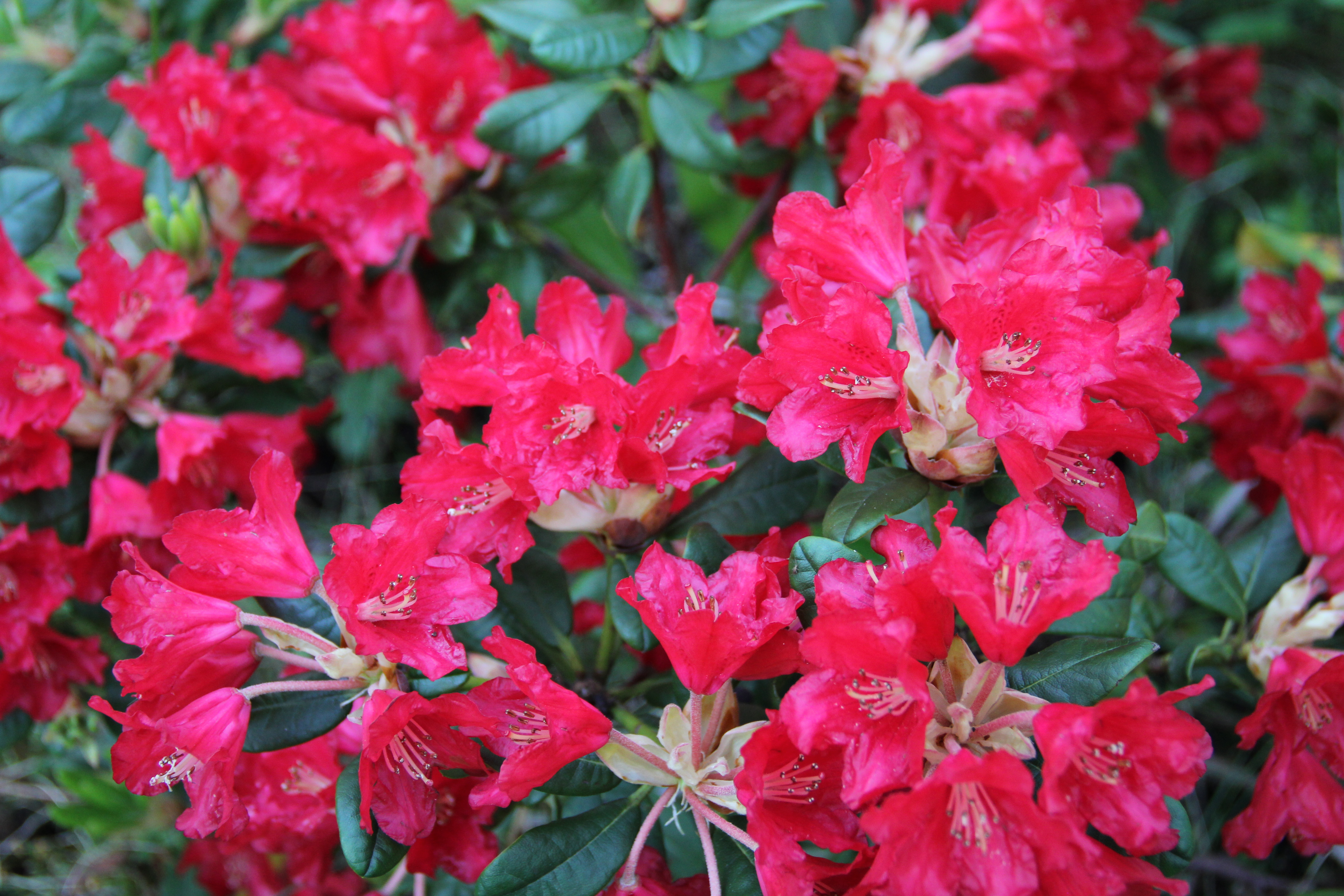 Elviira Rhododendron - Plant Library - Pahl's Market - Apple Valley, MN