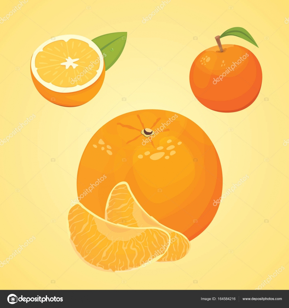 Vector collection of fresh ripe oranges and tangerines with leaves ...