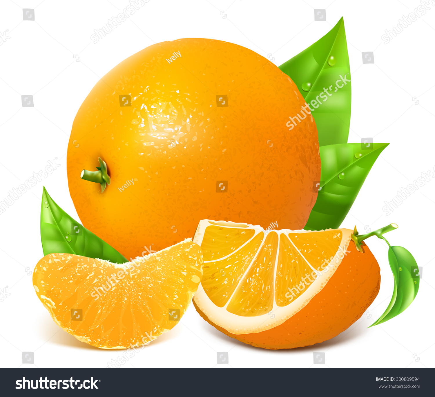 Fresh Ripe Oranges Leaves Vector Illustration Stock Vector 300809594 ...