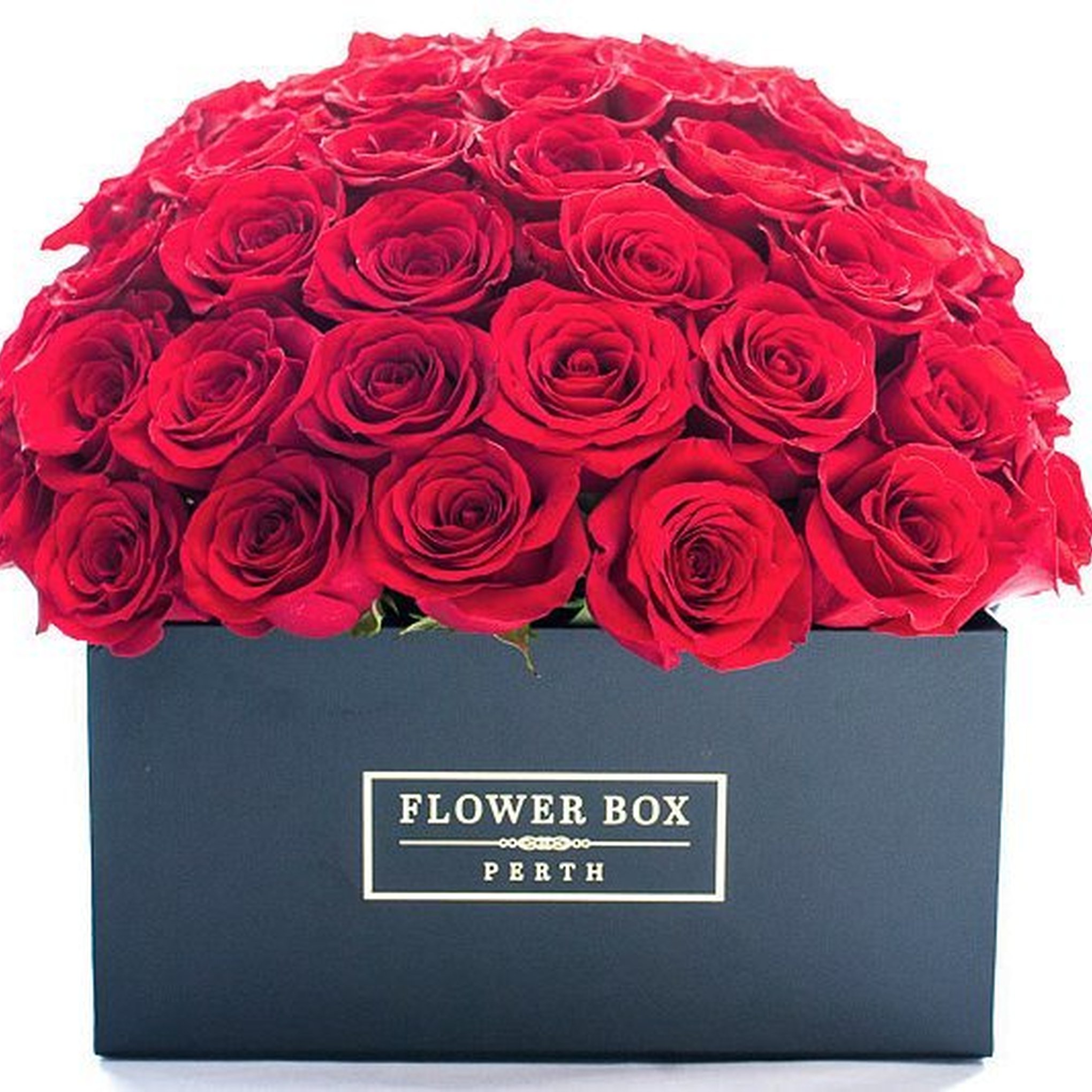 DIVINE - Fresh Roses – Flower Box Perth