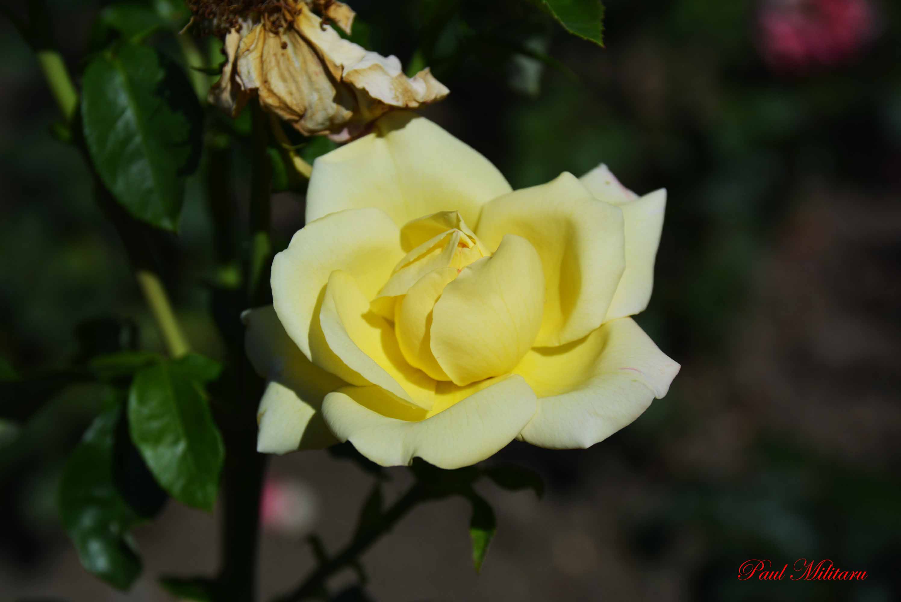 fresh rose near … dry rose | Paul Militaru