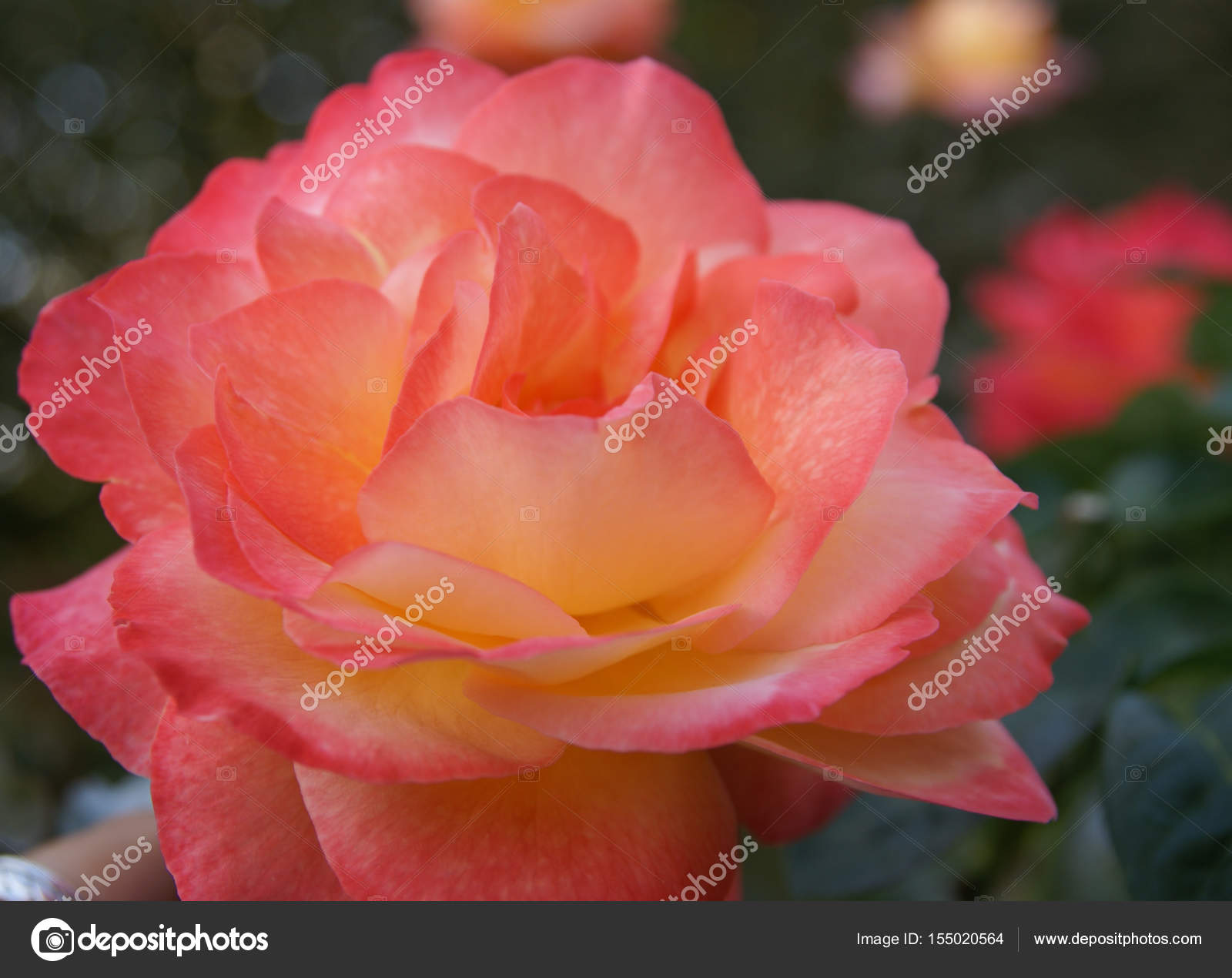 Beautiful fresh rose, Andalusia, Spain — Stock Photo © sietevidas ...