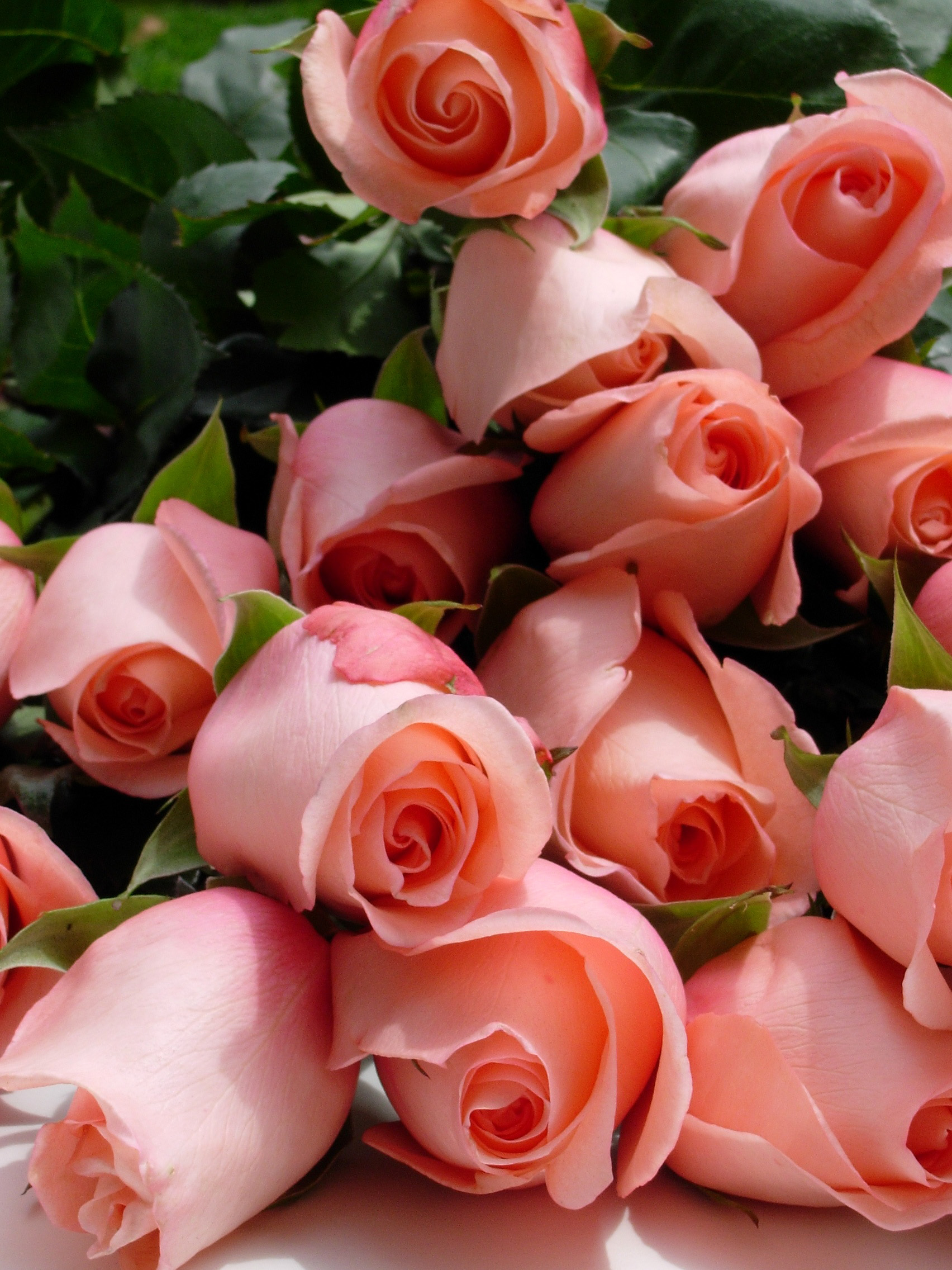 Winning Peach Fresh Roses Impressive Pretty Color Http Media Cache ...