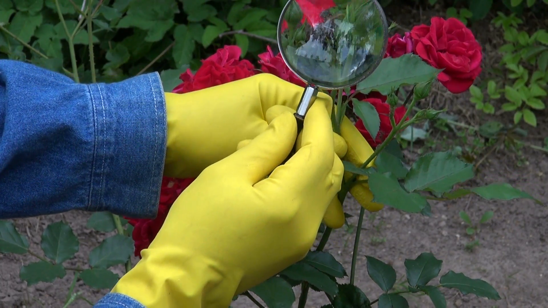 gardener agronomist with magnifier looking fresh rose buds in garden ...