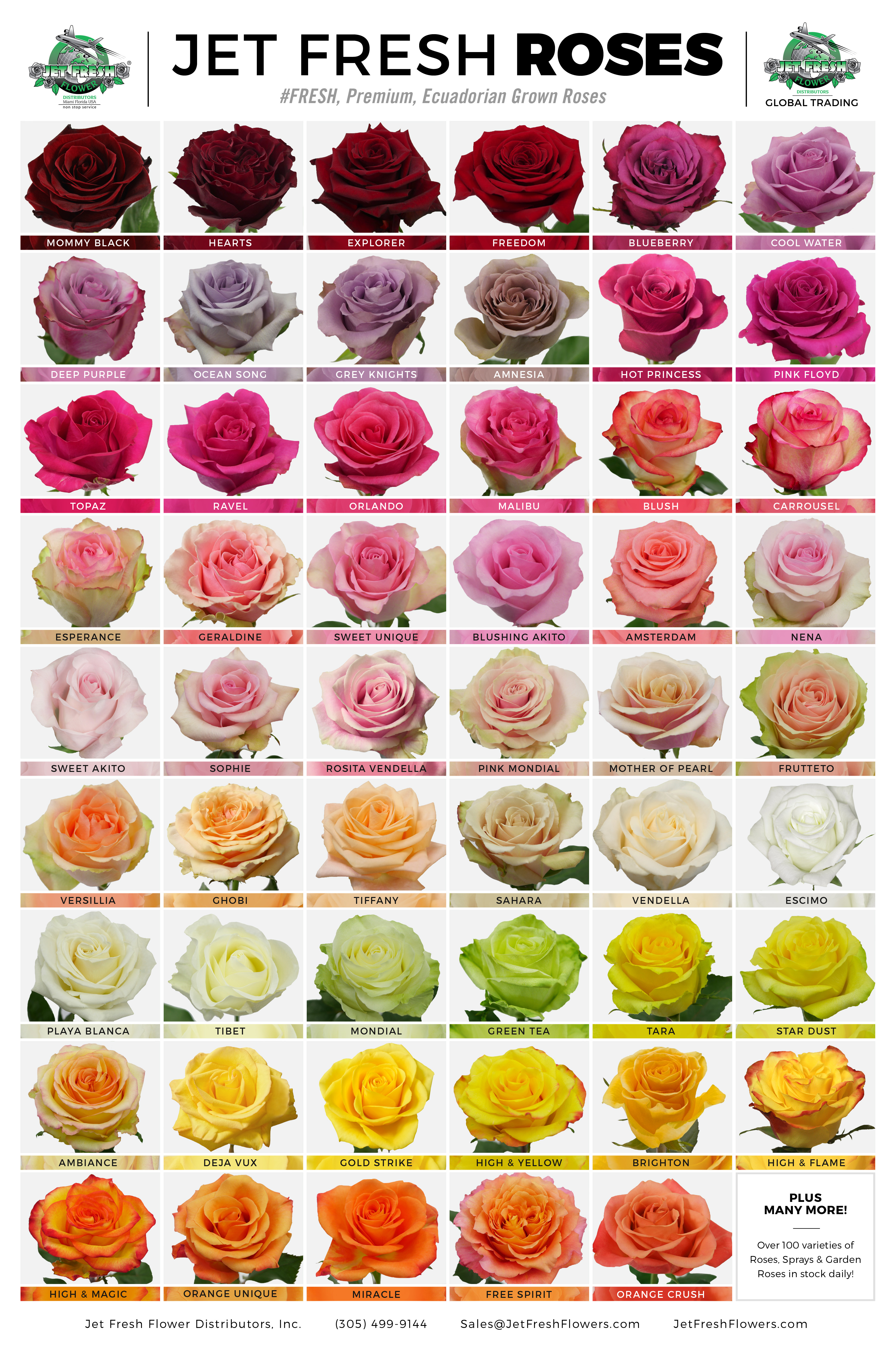 Ecuadorian Grown Roses - Jet Fresh Flower Distributors