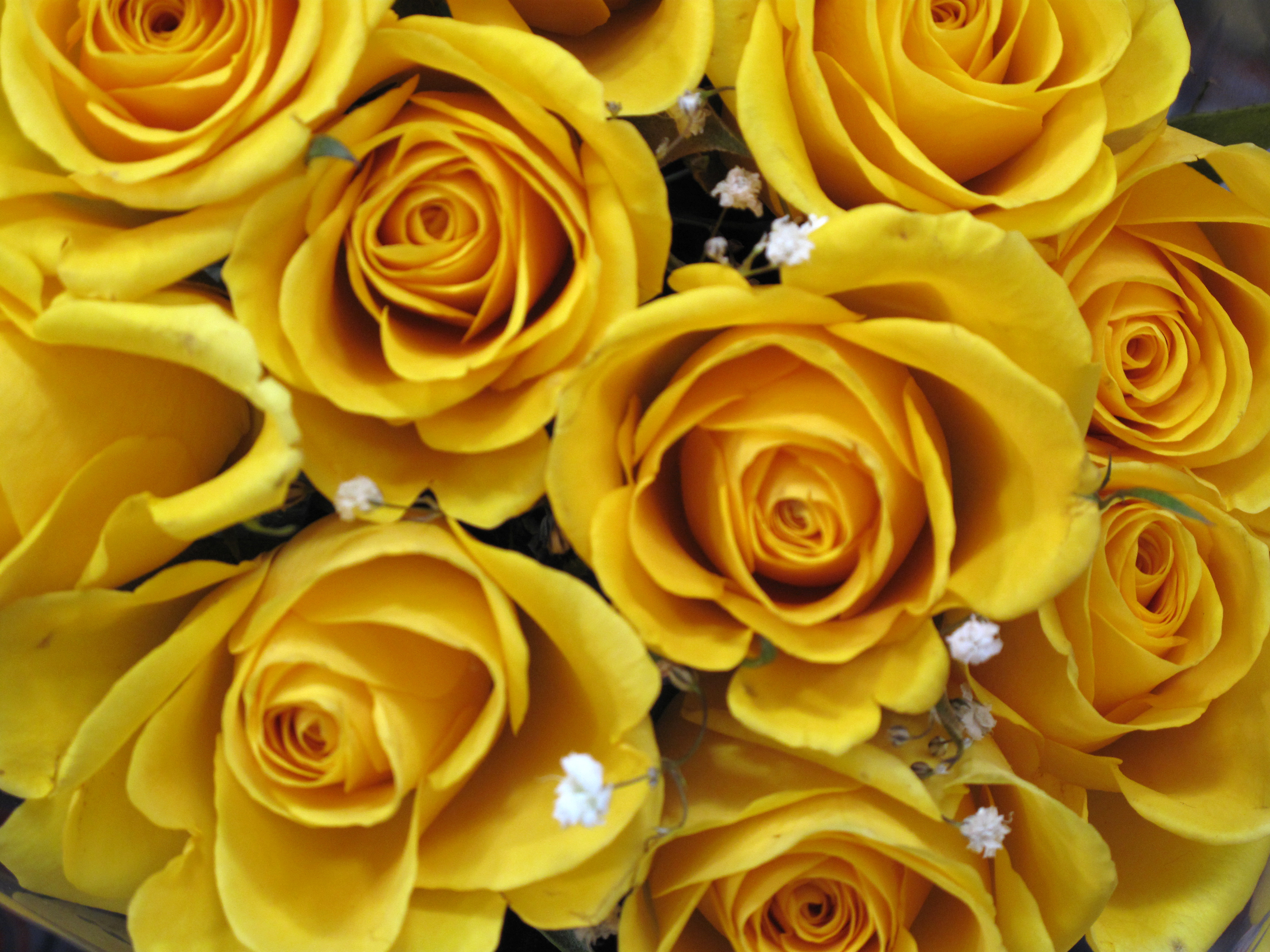 Yellow Roses, FREE Stock Photo, Image: Yellow Roses Blooms Picture ...