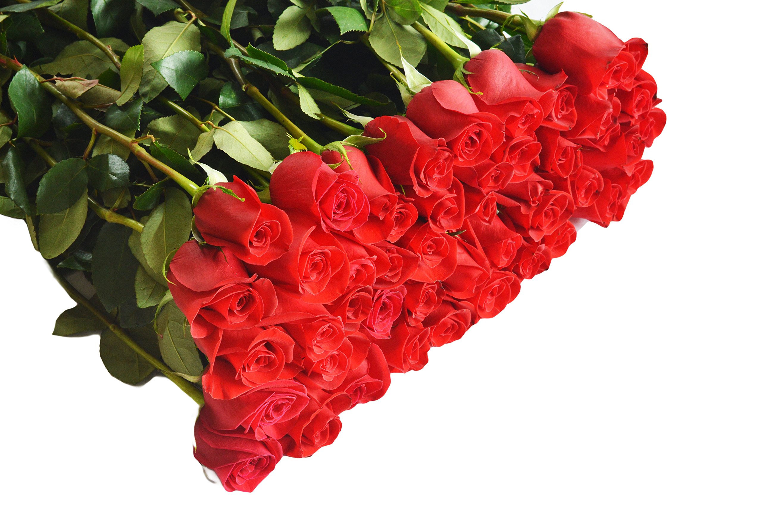 Amazon.com : Farm2Door Farm-Fresh Roses: 25/50/100 Fresh Red Roses ...