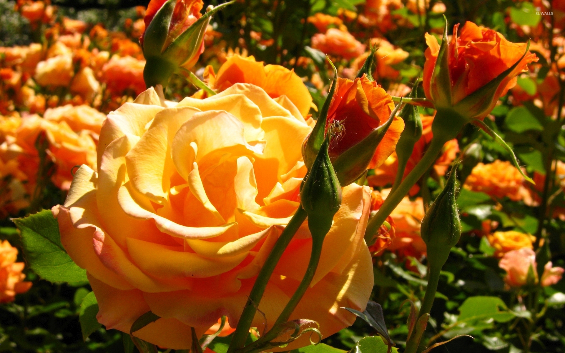 Beautiful orange fresh rose buds wallpaper - Flower wallpapers - #48401
