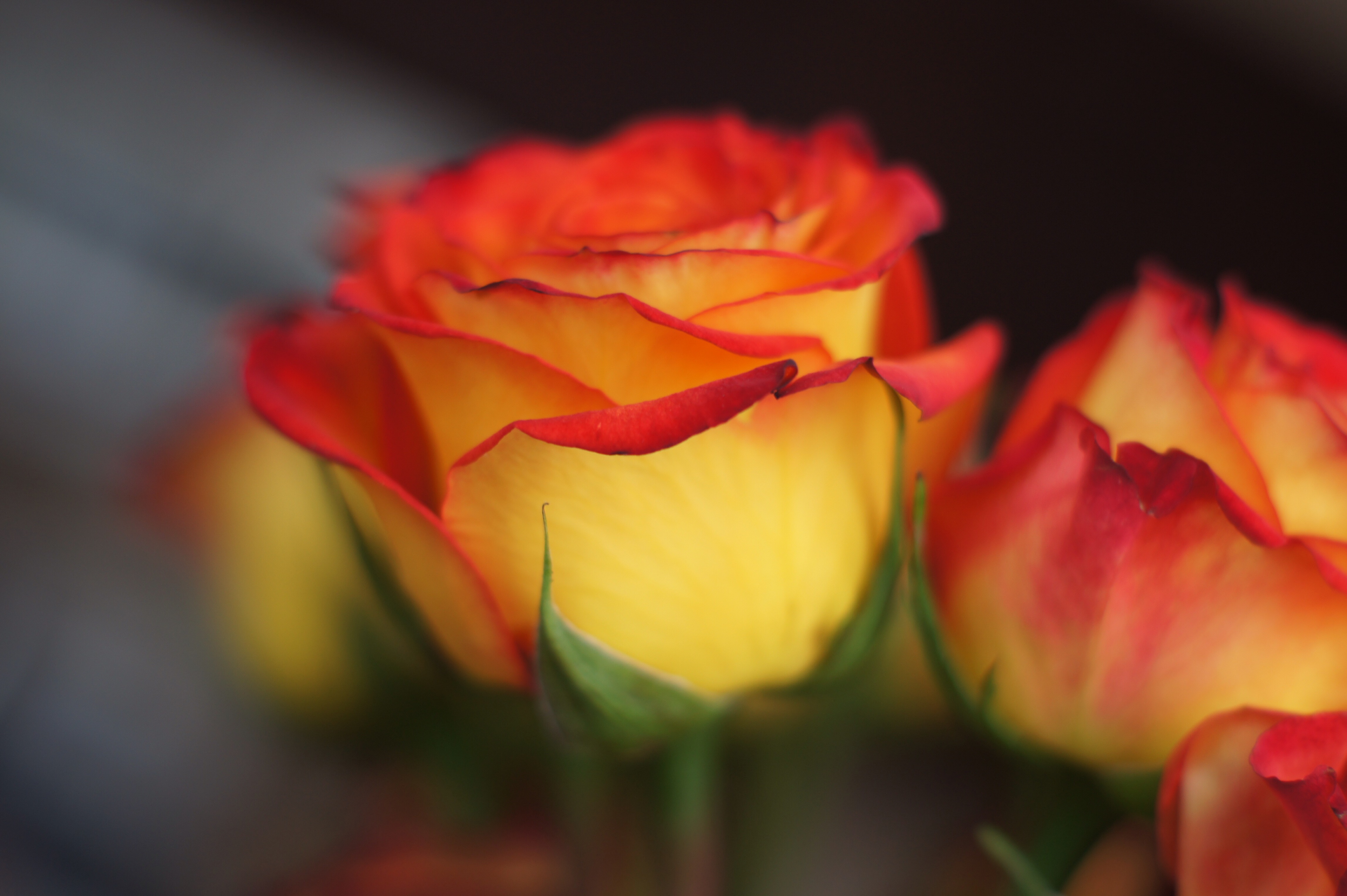 50 roses $50, 365 days. Just Fresh Roses. | Sunshine Dad