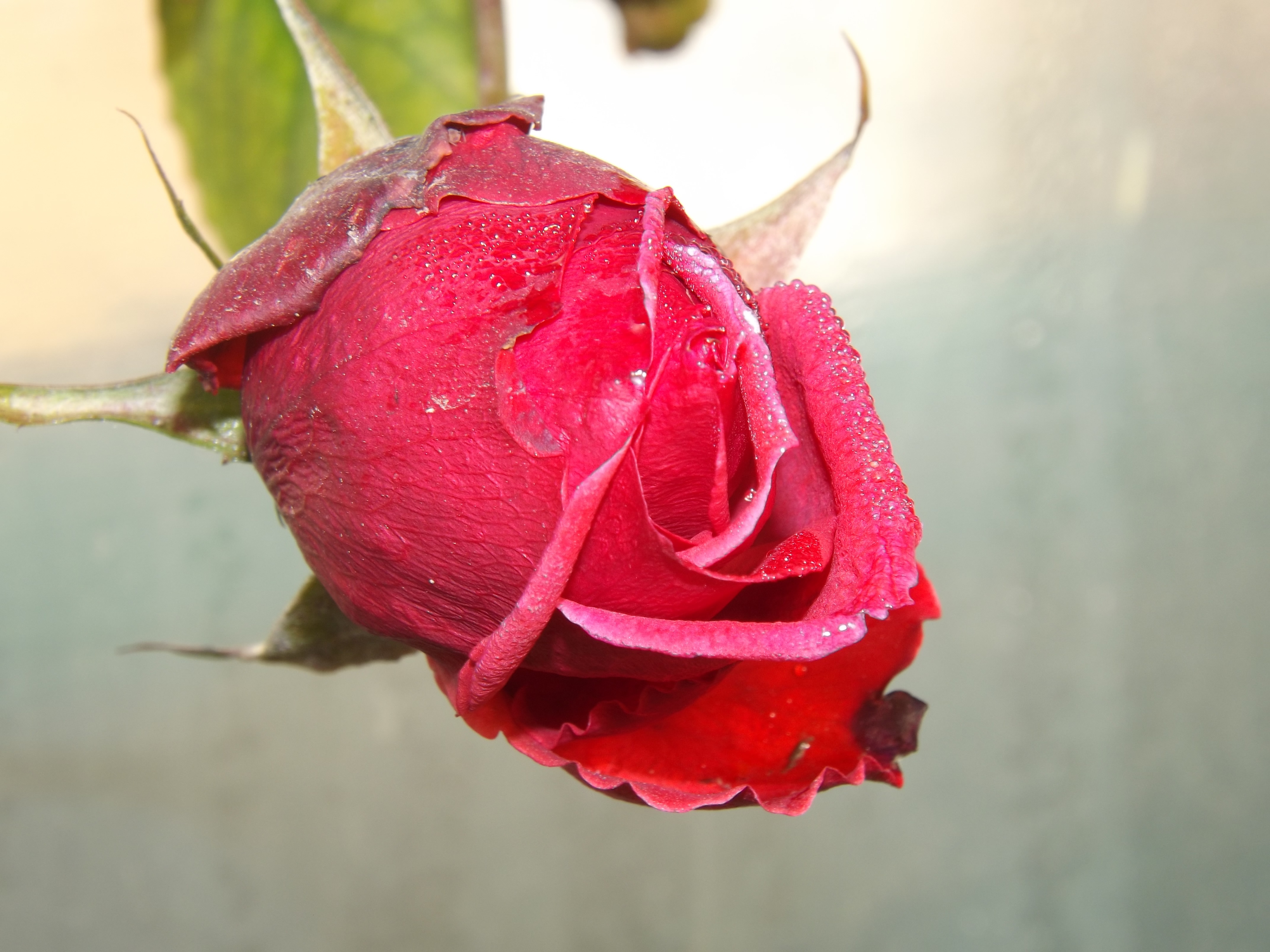 Fresh rose photo