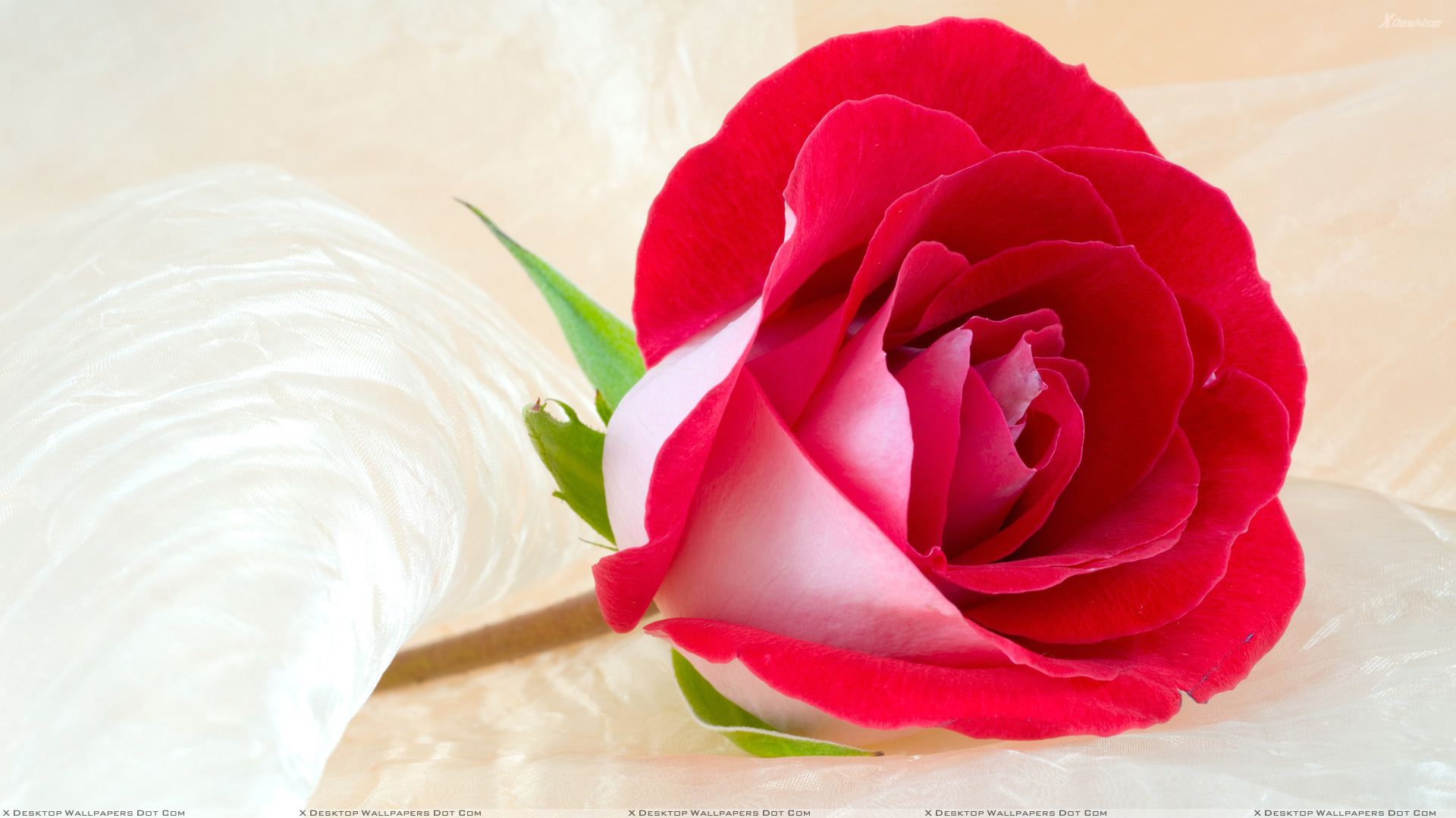 Fresh Rose gets get a big smile on your face… just a small way to ...