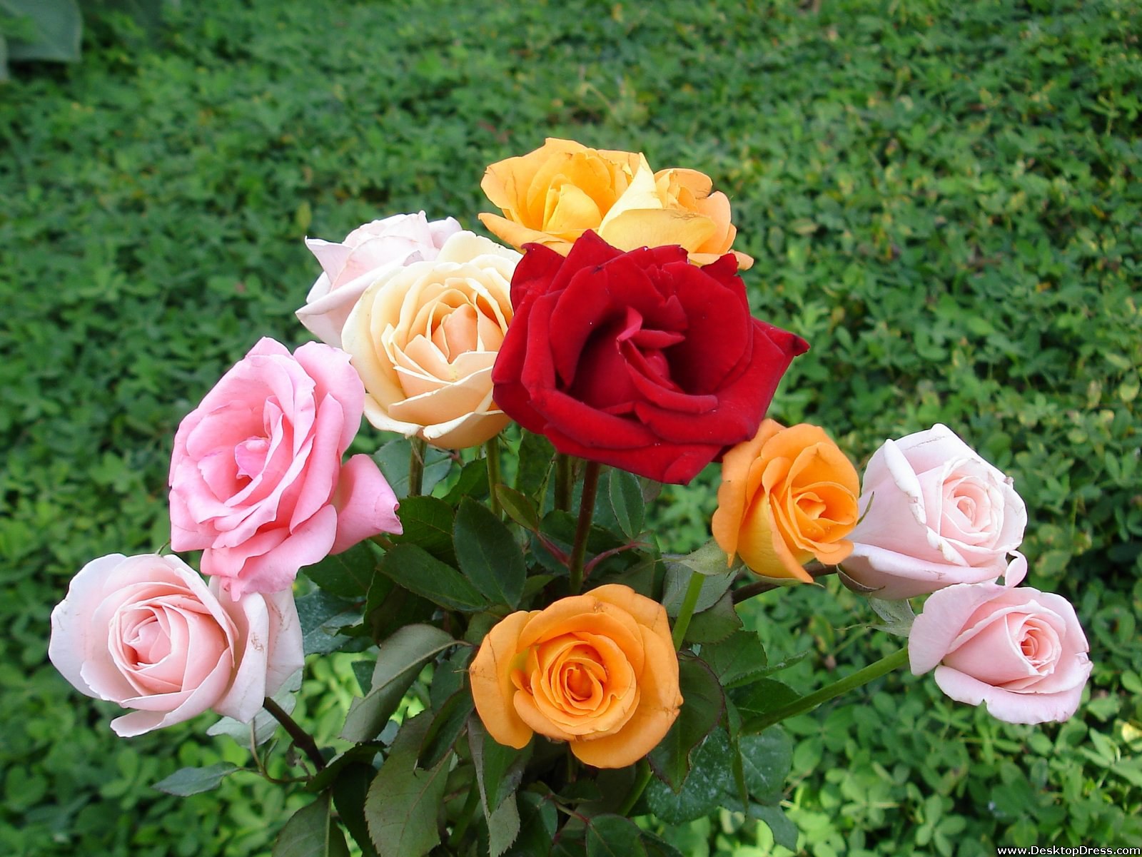 Desktop Wallpapers » Flowers Backgrounds » Fresh Rose Bouquet » www ...