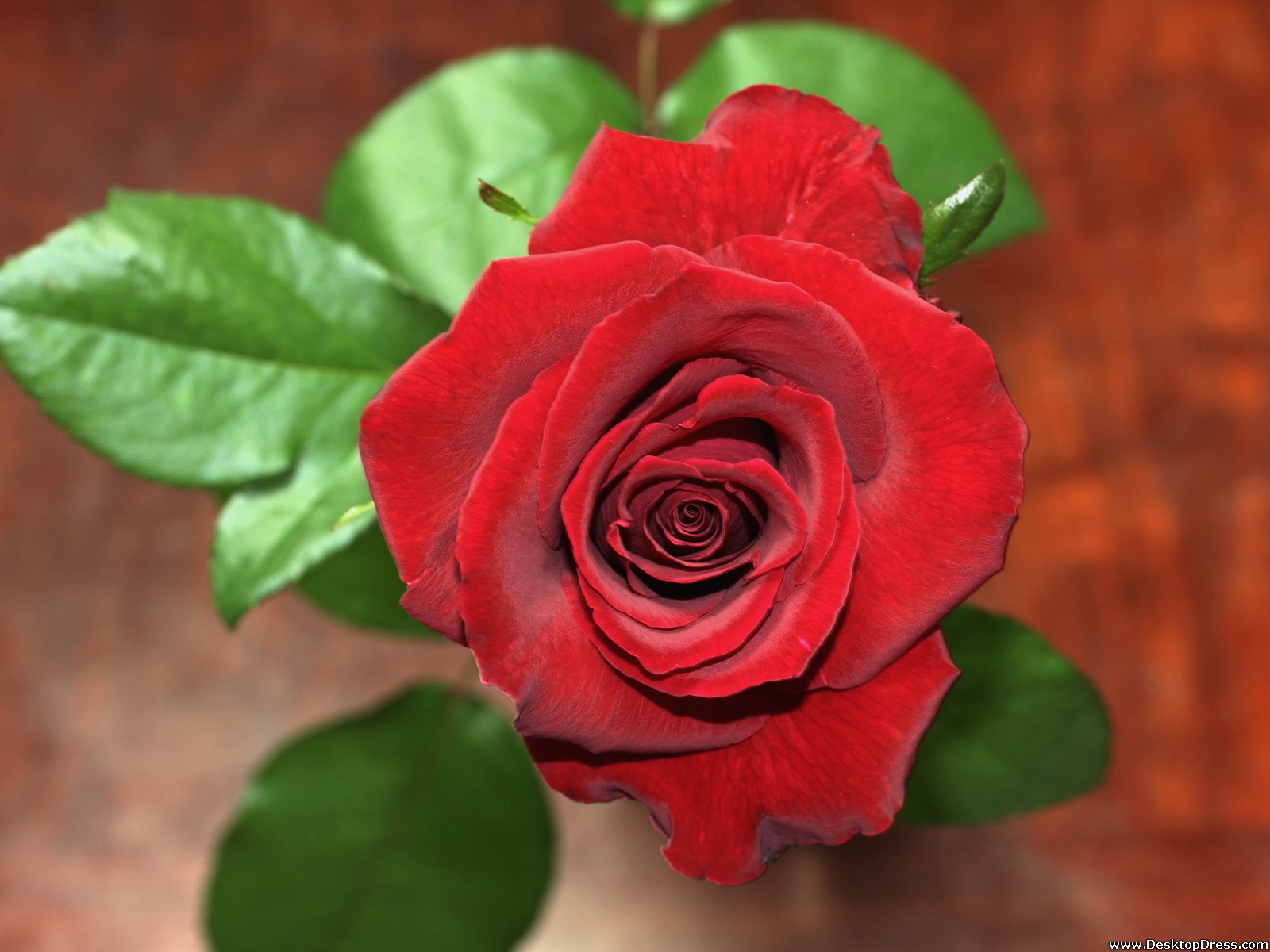 Desktop Wallpapers » Flowers Backgrounds » Fresh Red Rose » www ...