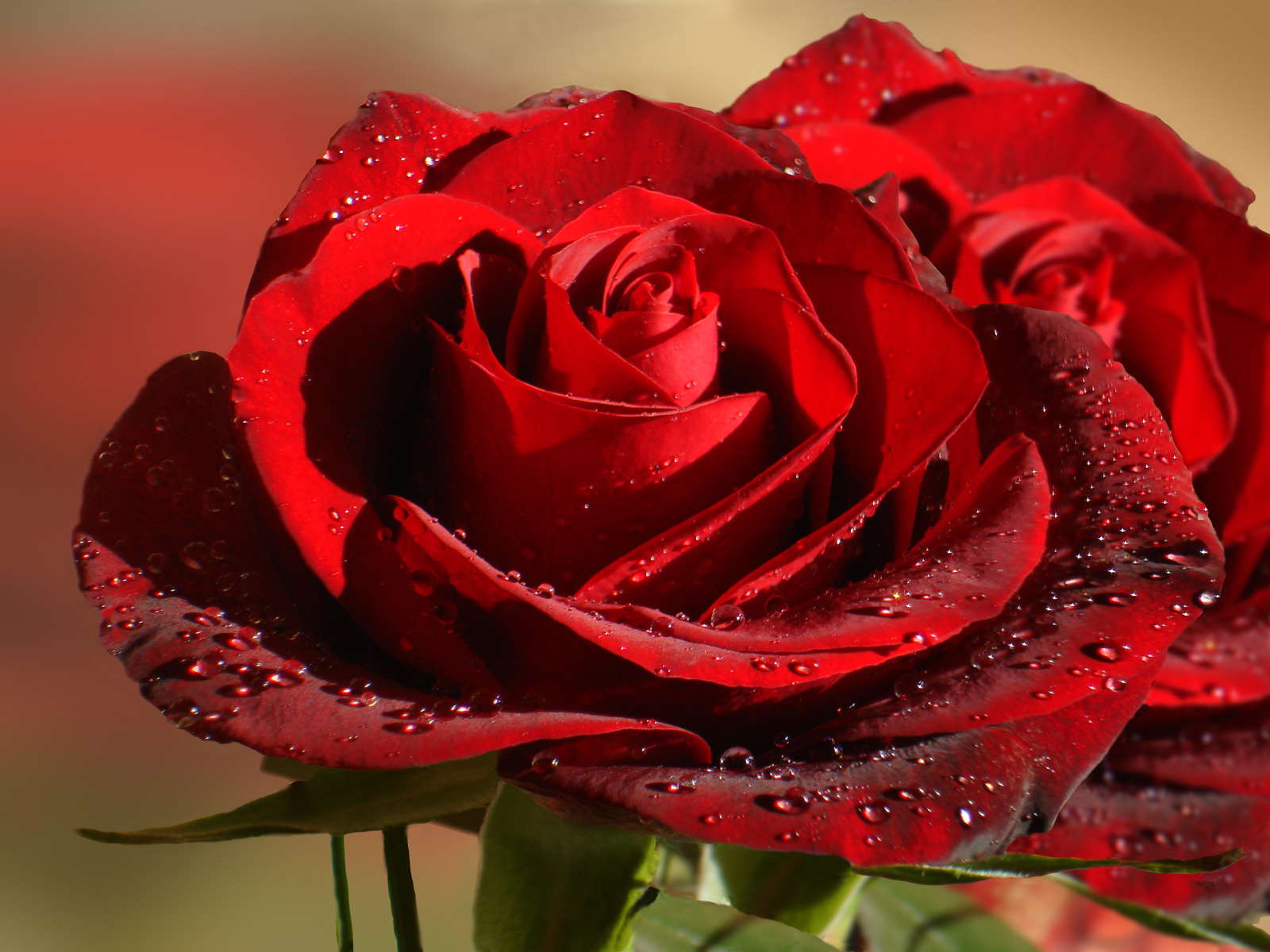Fresh Roses wallpapers Wallpapers HD Wallpapers | wallpapers ...