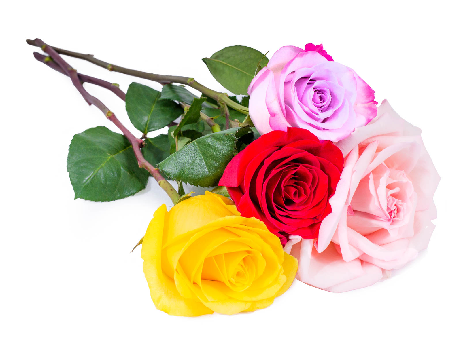 FLWERZ One Dozen Fresh Roses Handcrafted Elegant Lux Floral ...