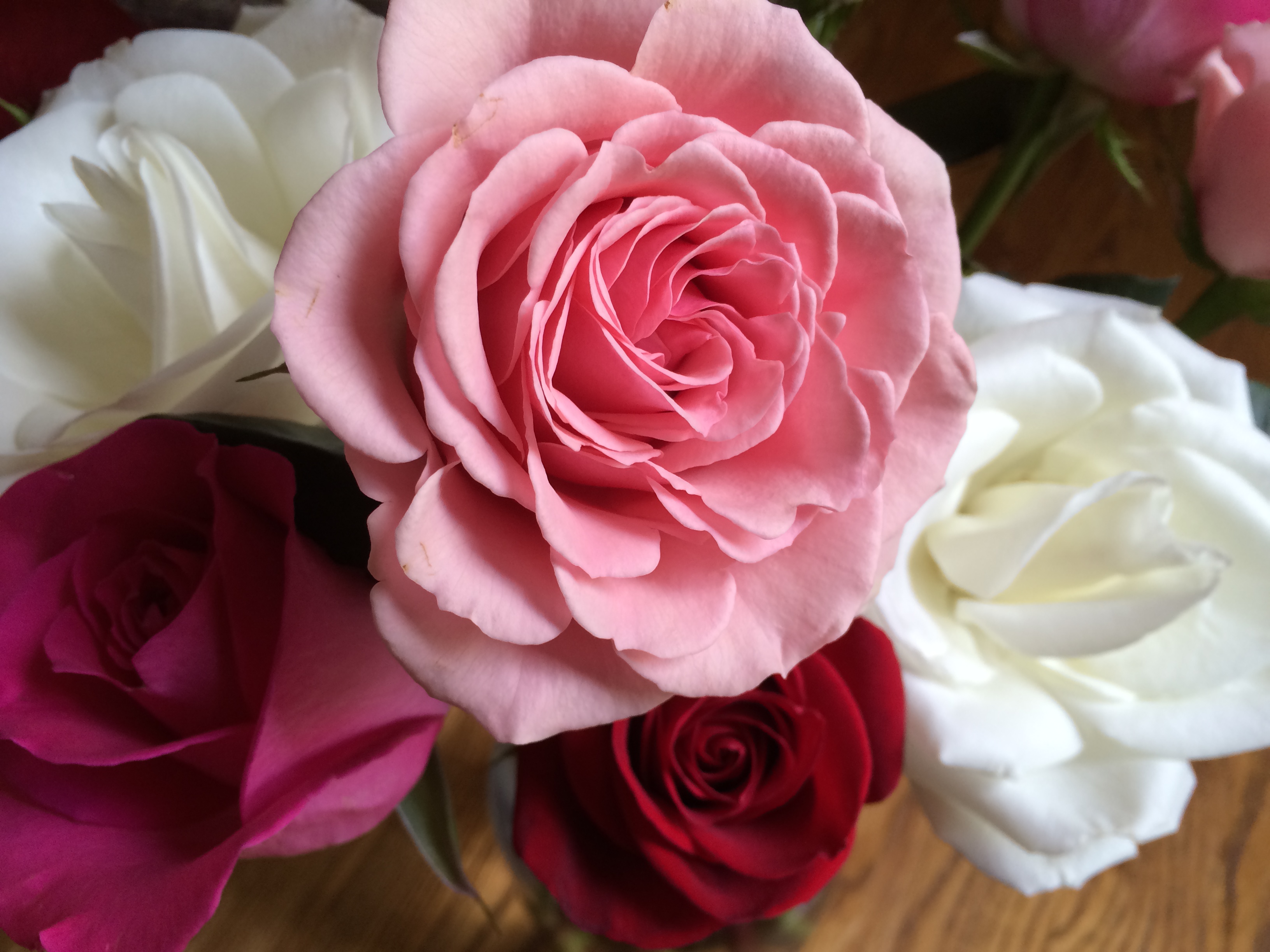 Fresh roses - Lovejoy Circle