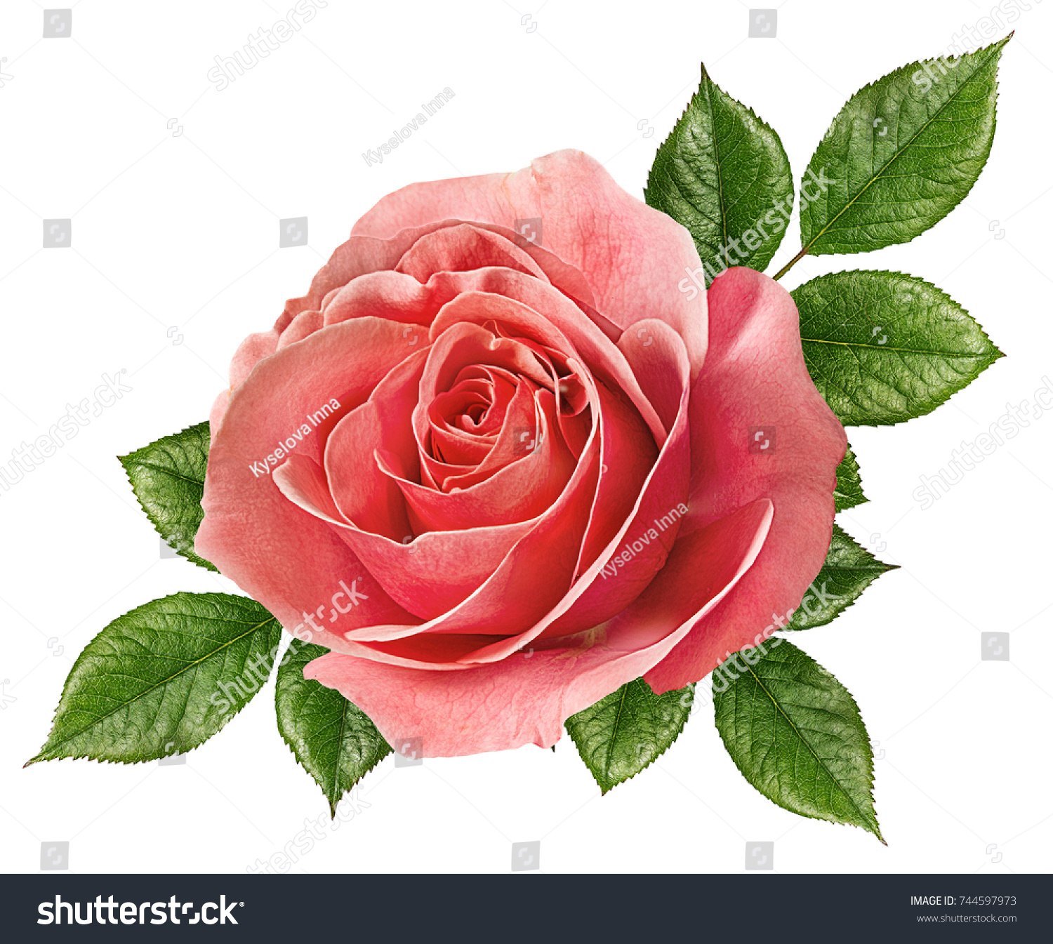 Fresh Rose Isolated On White Background Stock Photo 744597973 ...