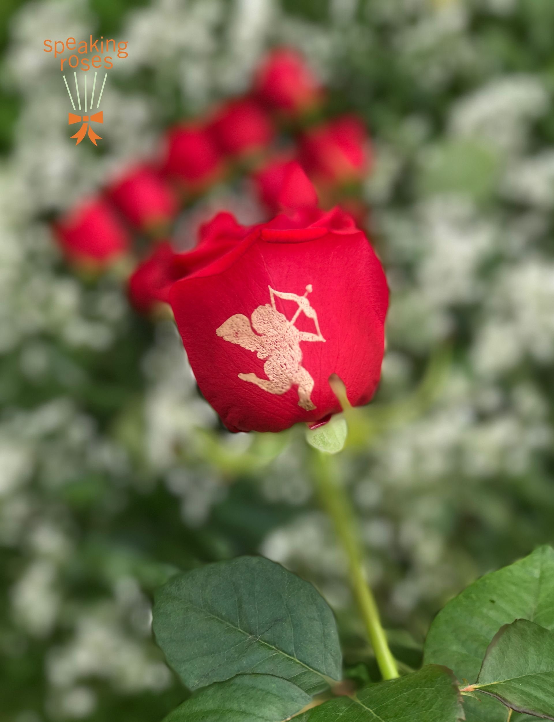 Printed fresh red rose for a Love Anniversary | Fresh Roses gift ...