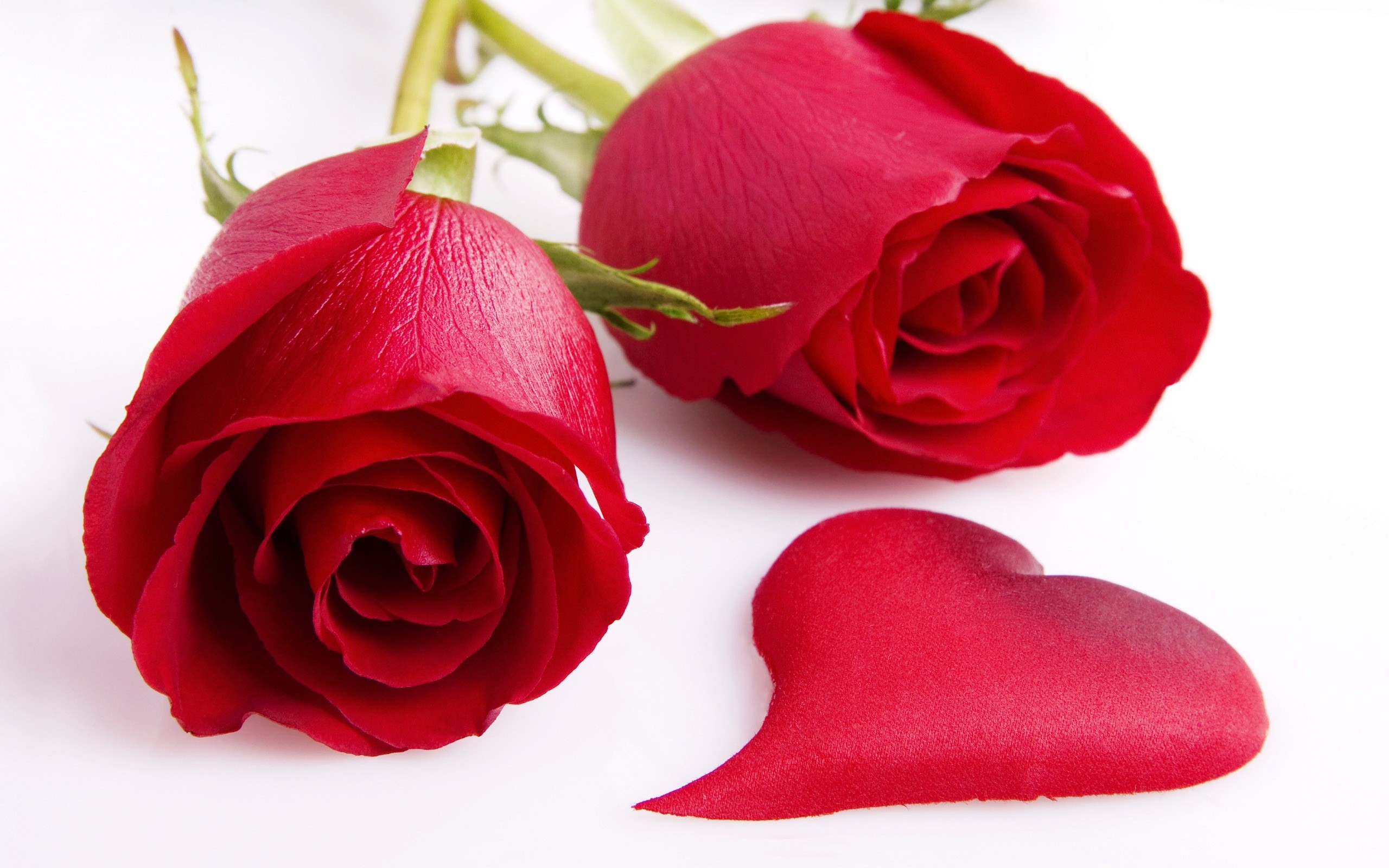 Flowers: Two Lovely Roses Fresh Red Vintage Flower Wallpaper Iphone ...