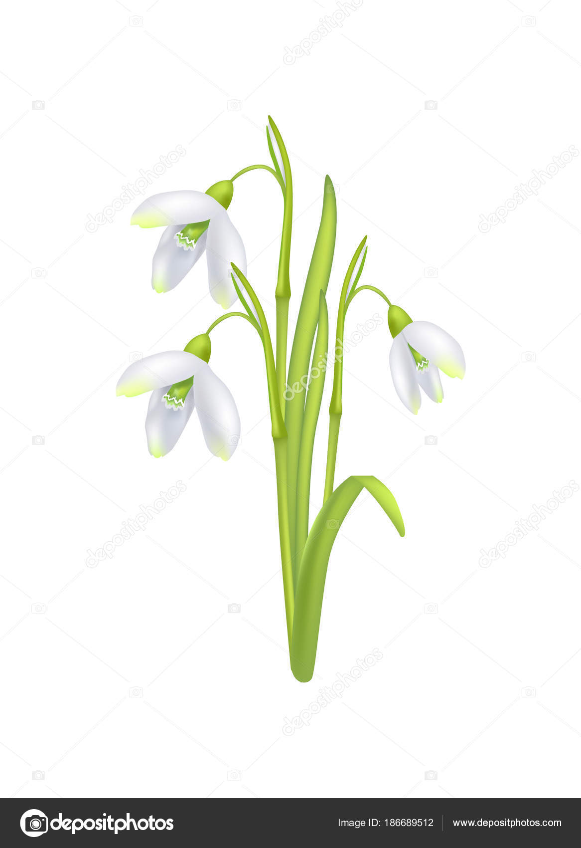Snowdrop Galanthus Bell Shaped Flower Vector Icon — Stock Vector ...