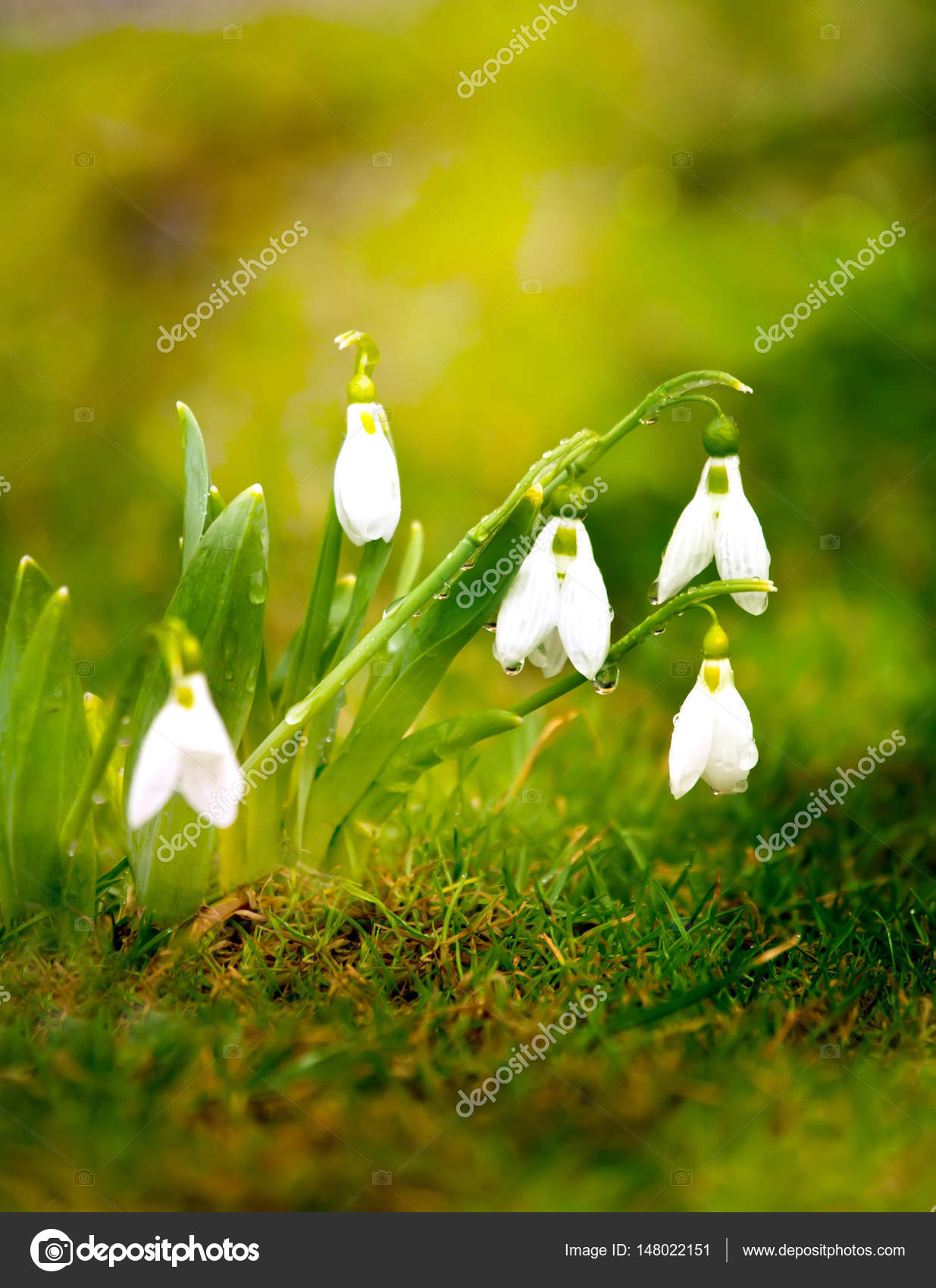 wet snowdrop flowers in green fresh spring fields, nice bokeh and ...