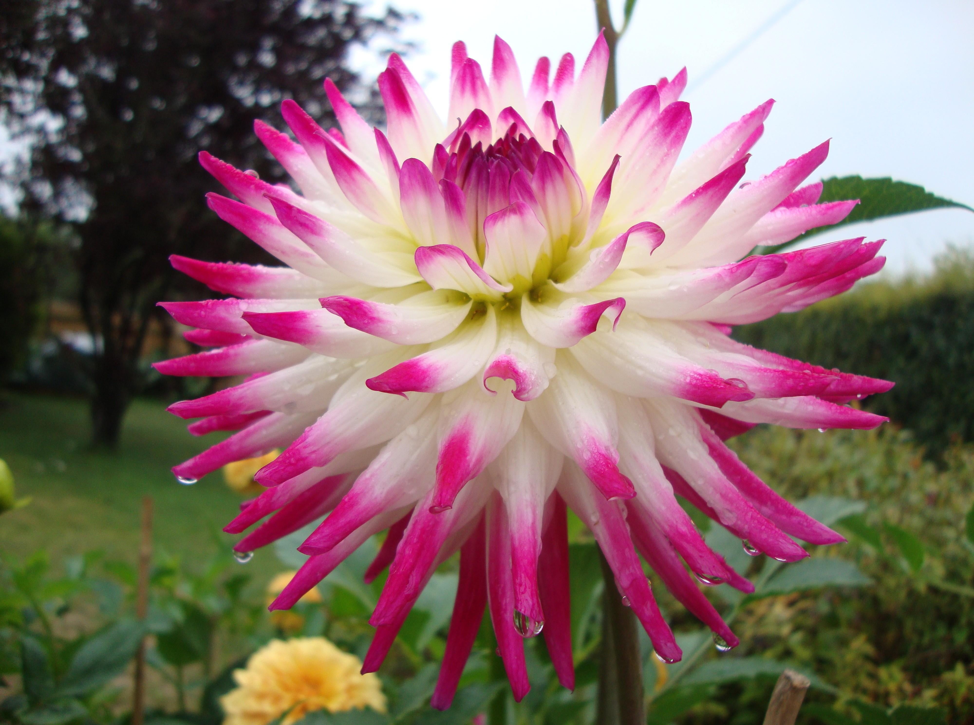 Pink And White Dahlia Flower best place to dahlia tubers orchid price