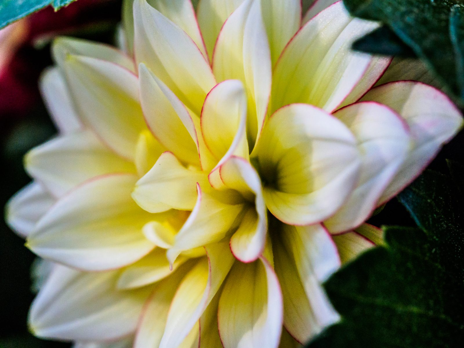 Pink And White Dahlia Flower best place to dahlia tubers orchid price