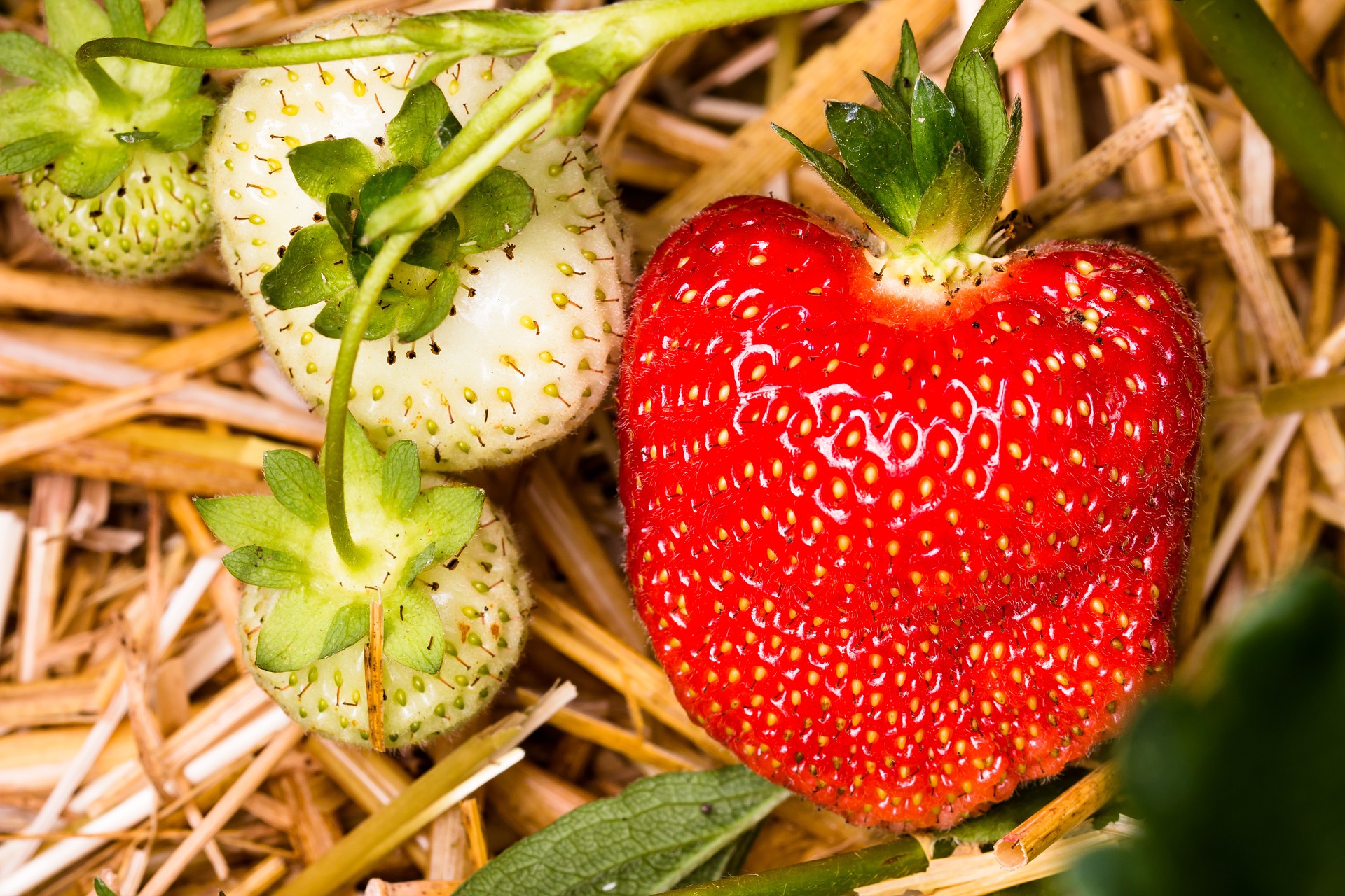 Free photo: Fresh Strawberries - Berry, Food, Fresh - Free Download ...