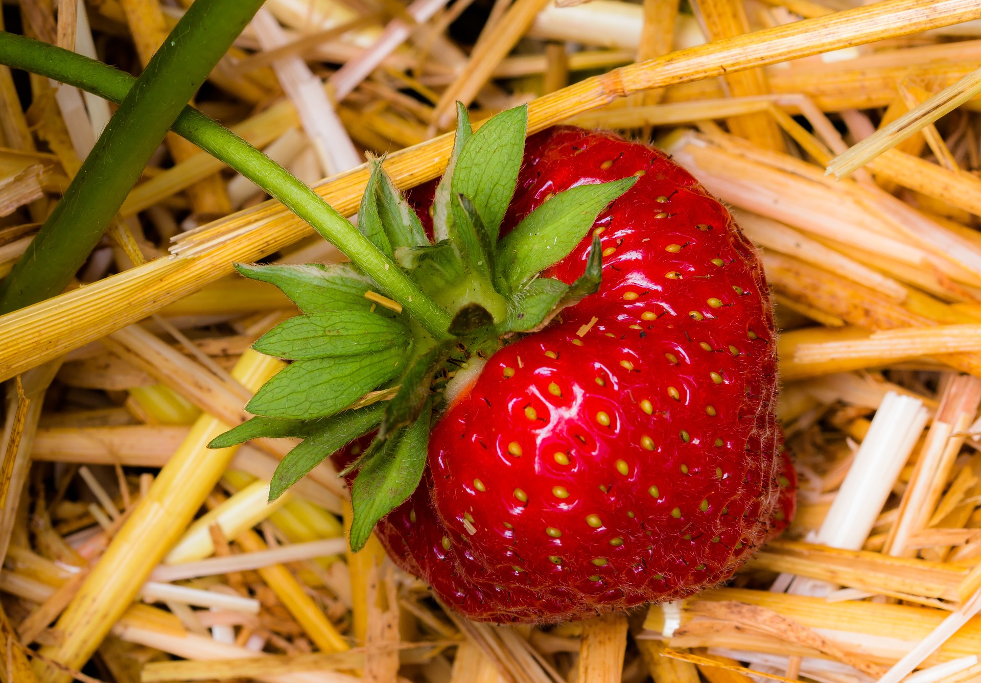 Fresh strawberry photo